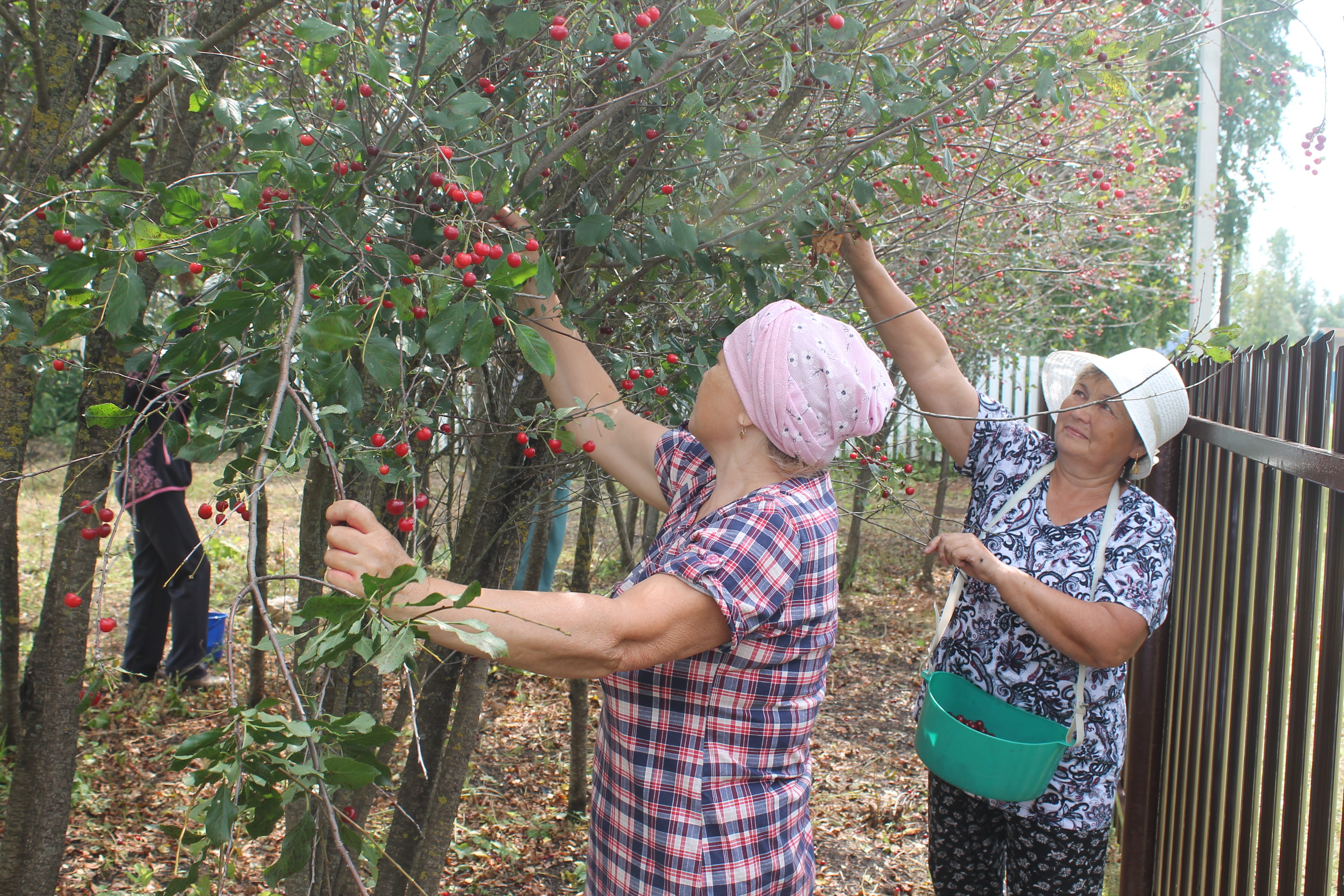 СВО паттăрсем валли – витаминсемпе пуян варени