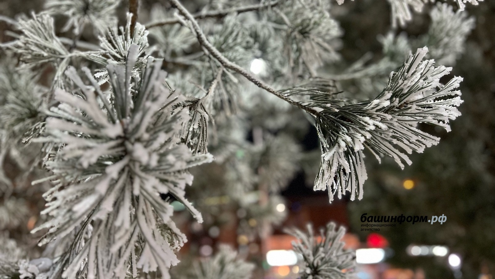 Пушкăртстанра 34 градус сивĕ пулмалла