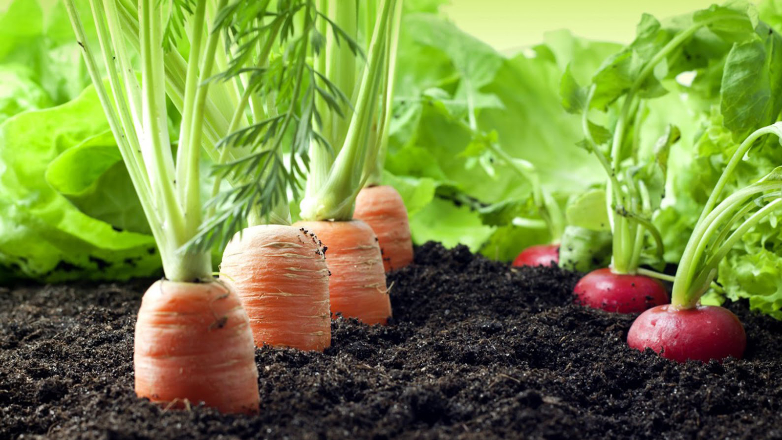 Узбекистанри предпринимательсем Пушкăртстанра пахча çимĕç производстви уçĕç