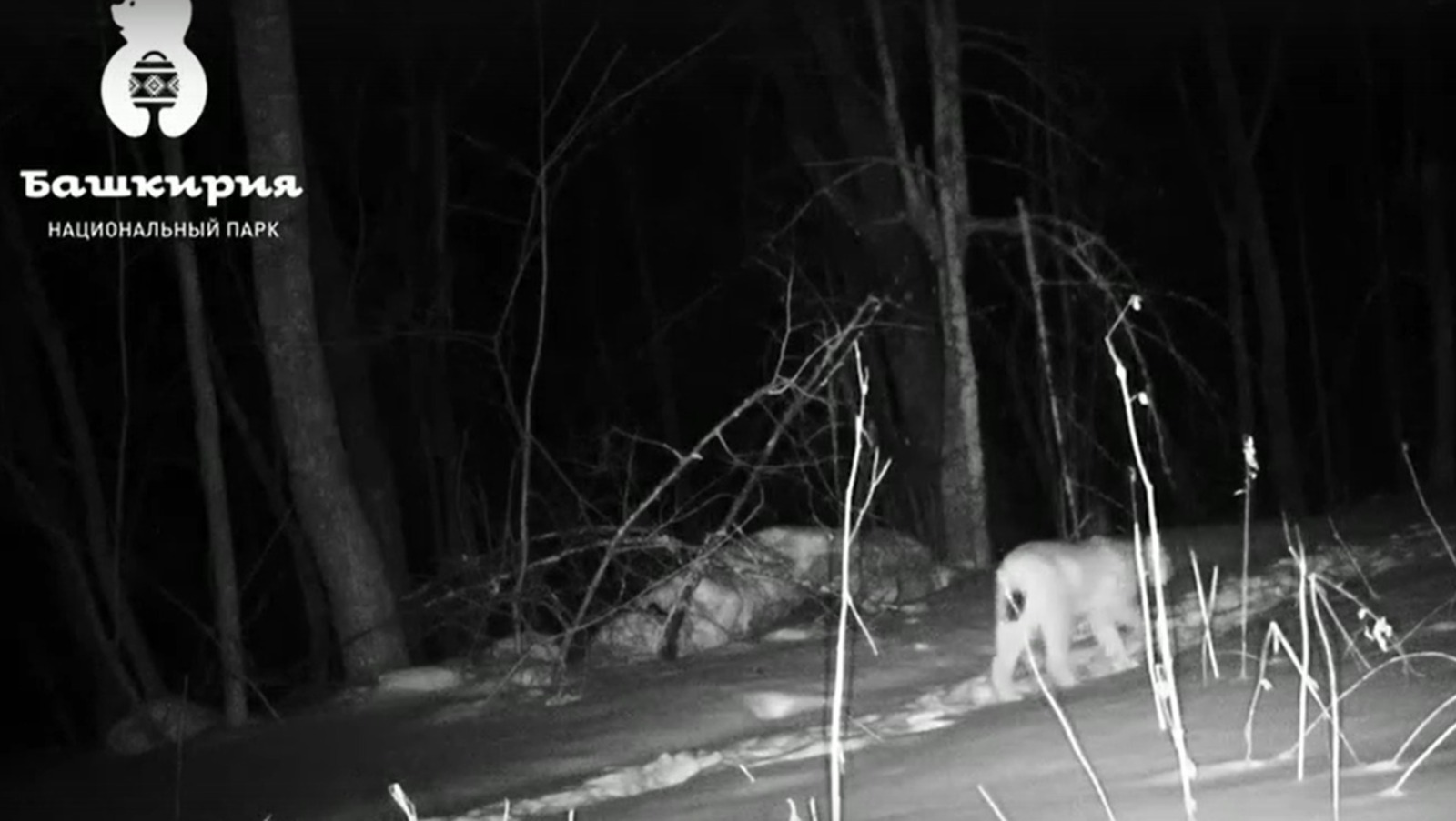 «Пушкăртстан» наци паркĕн фотокапкăнне çÿлевĕç çакланнă