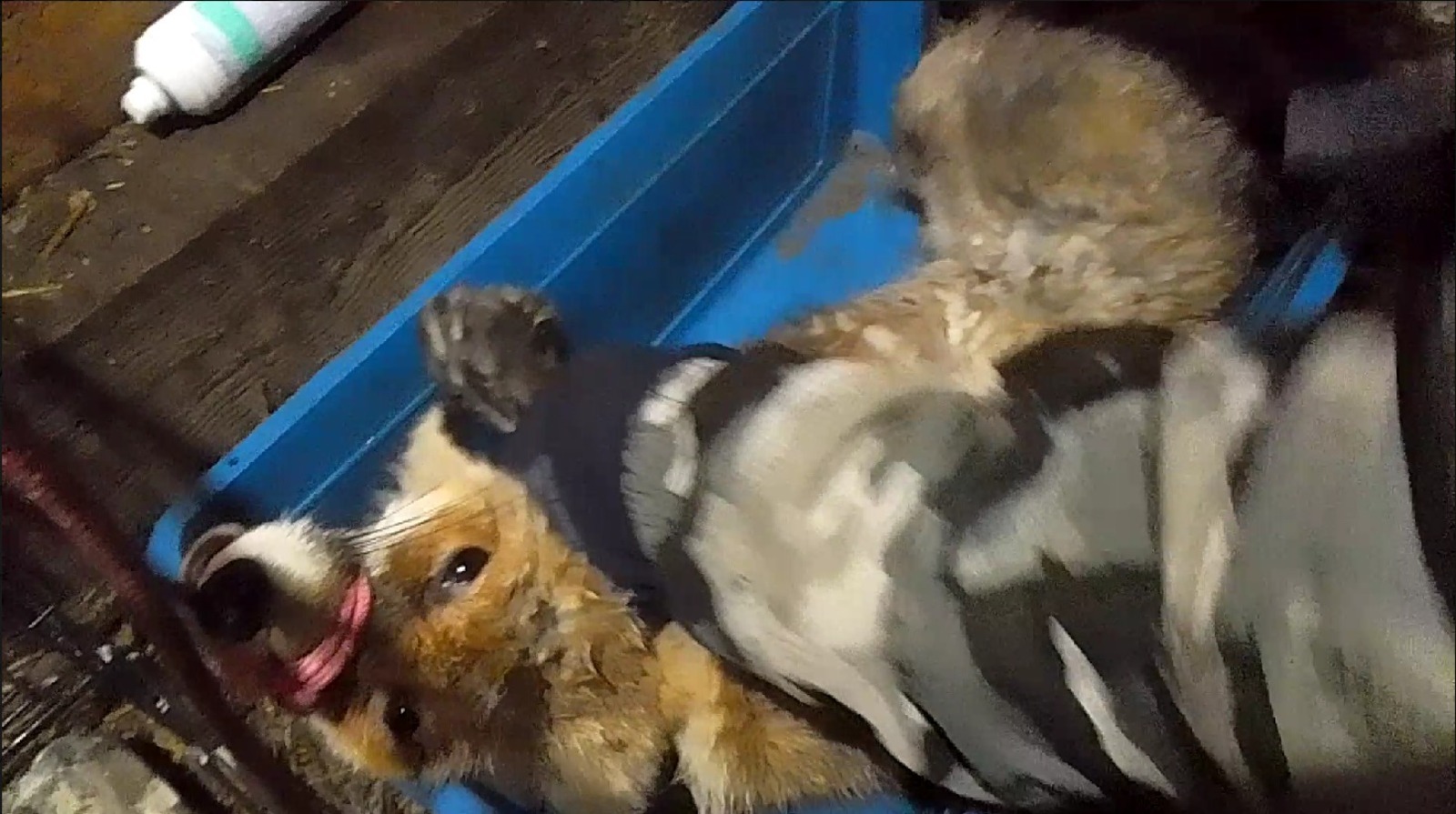 Ĕпхÿре хуралçа урнă тилĕ çыртса пĕтернĕ