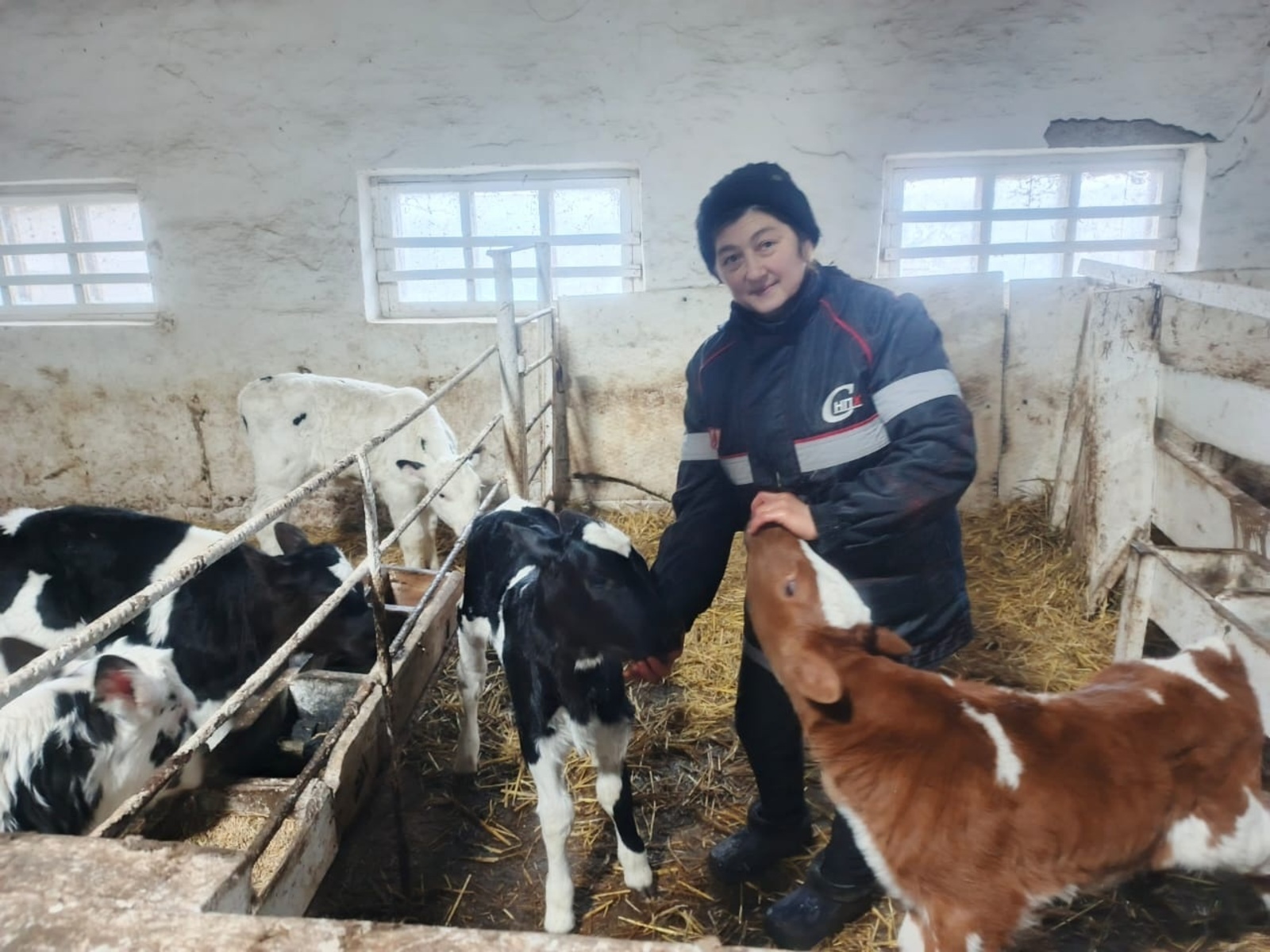 Икĕ чĕреллĕ  пăру çуралнă