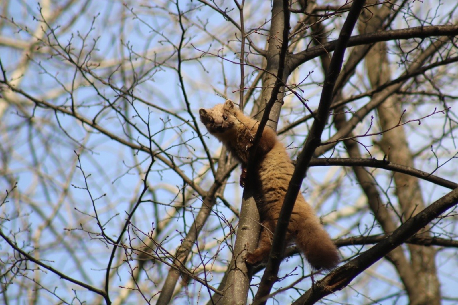 Наци паркĕнче сăсар йăлисем çинчен каласа панă