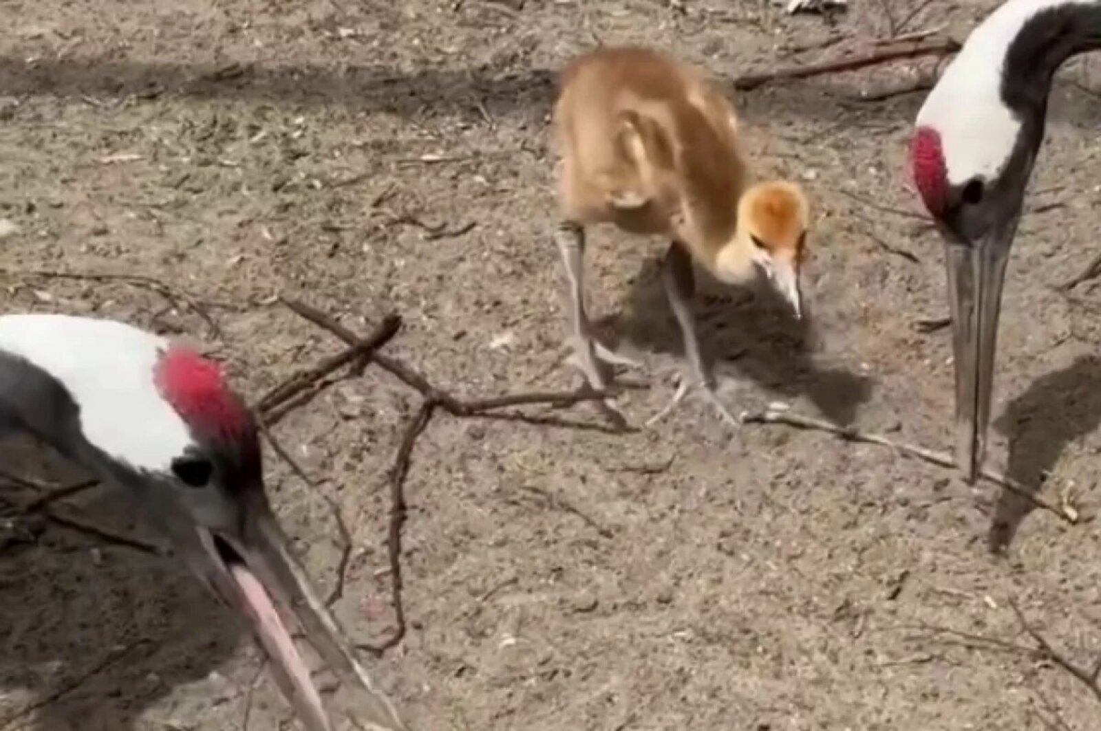 «Чаплă çĕнтерÿ» ятлă тăрна çут тĕнчене килнĕ