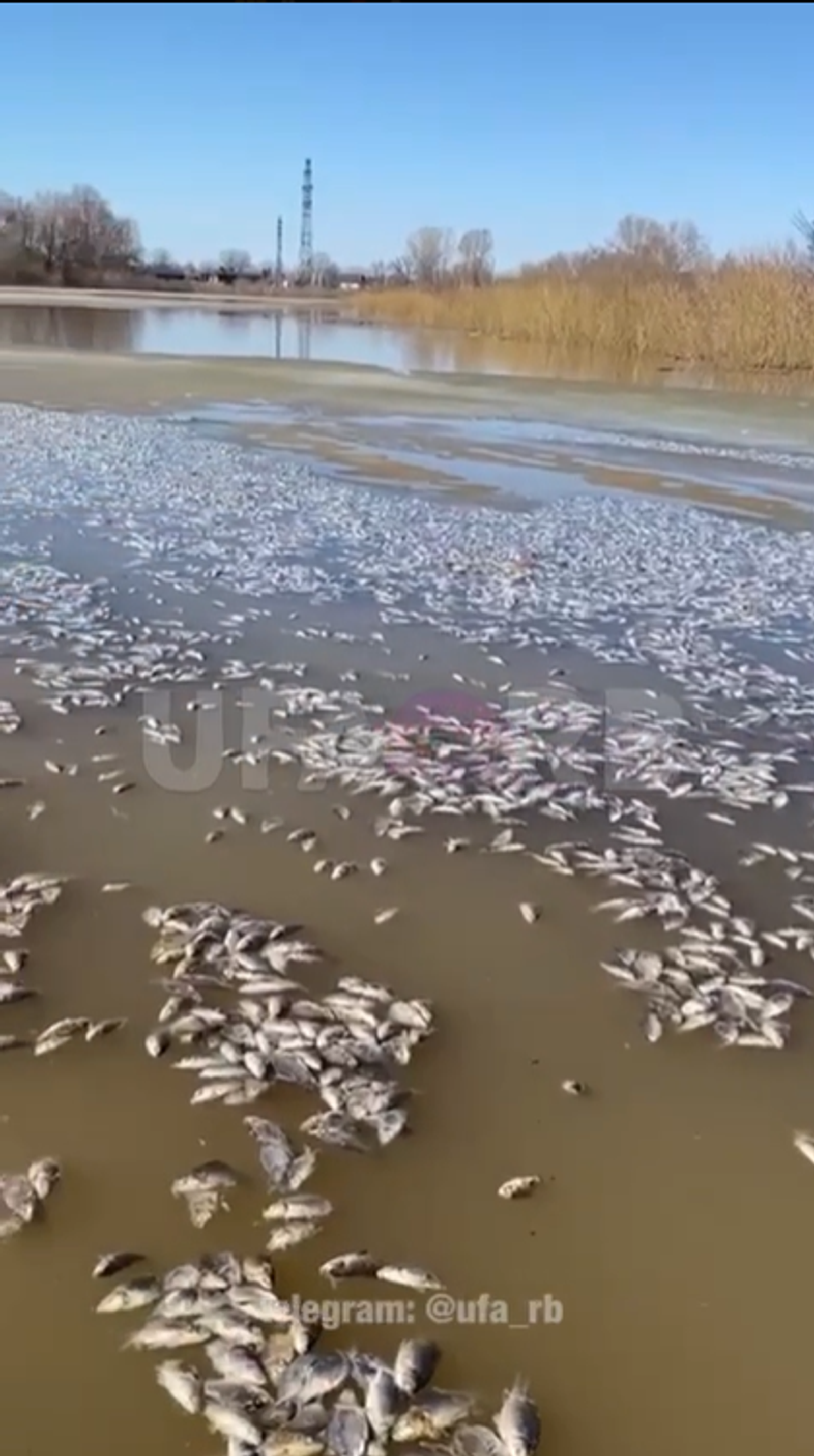 Кÿлĕре пулăсем йышлăн вилнĕ