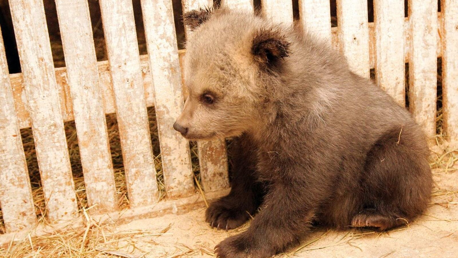 Тискер чĕр чунсен çурисене киле илсе кайма юрамасть