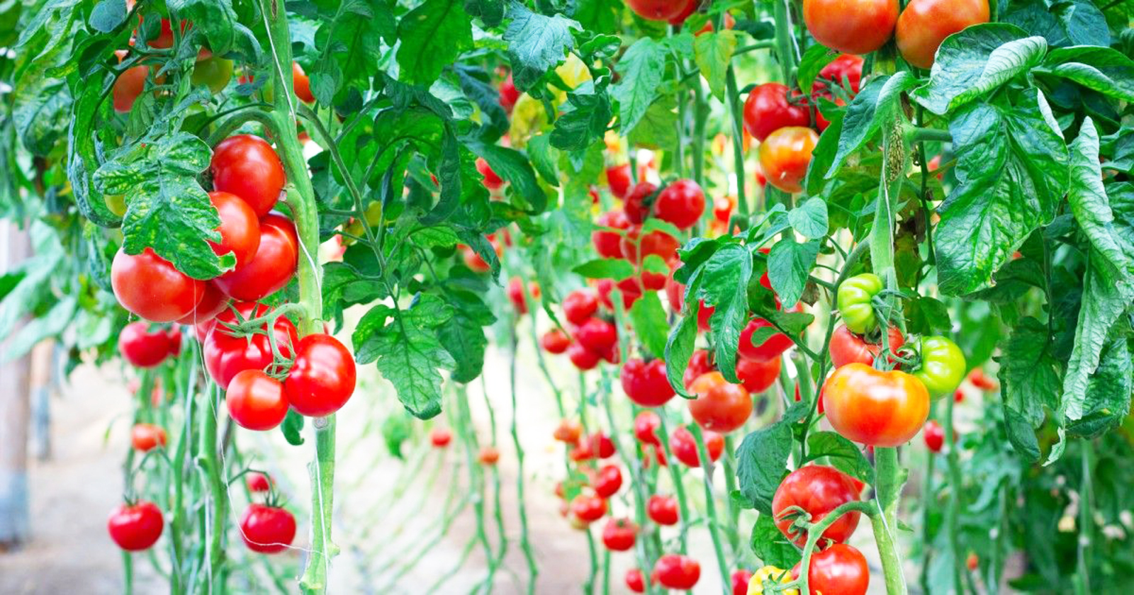 Фитофторăран