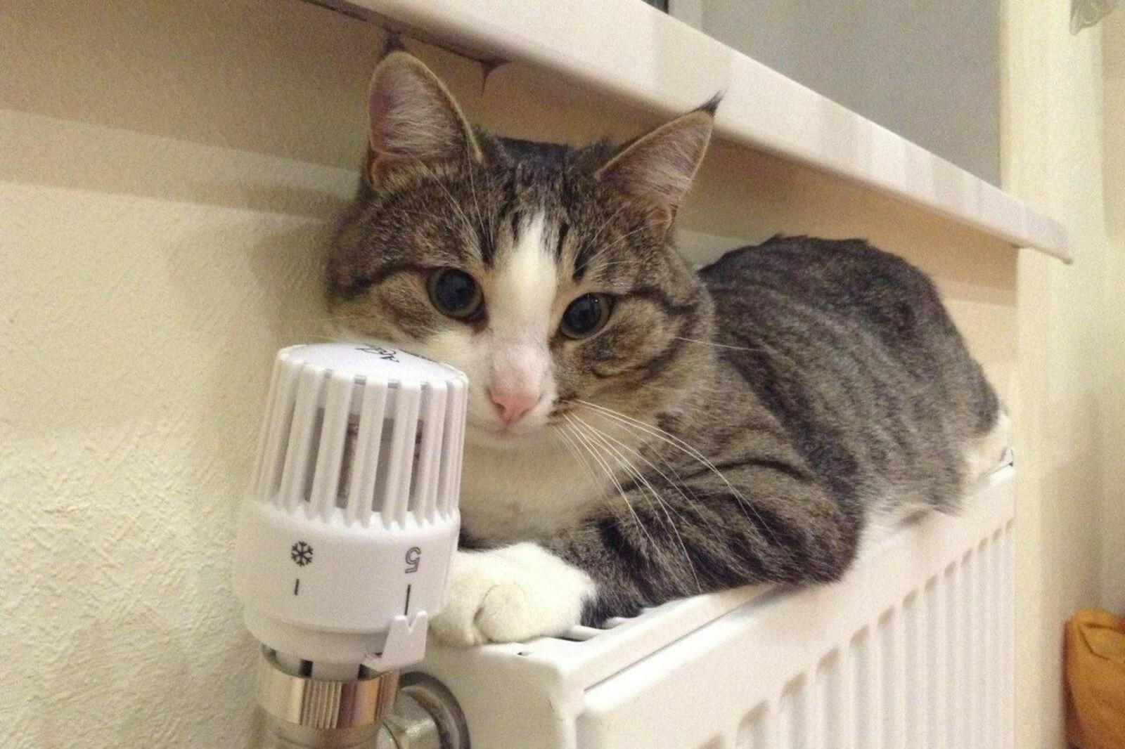 Муниципалитетсенчи кил-çуртсенче  ăшă пама пуçлĕç