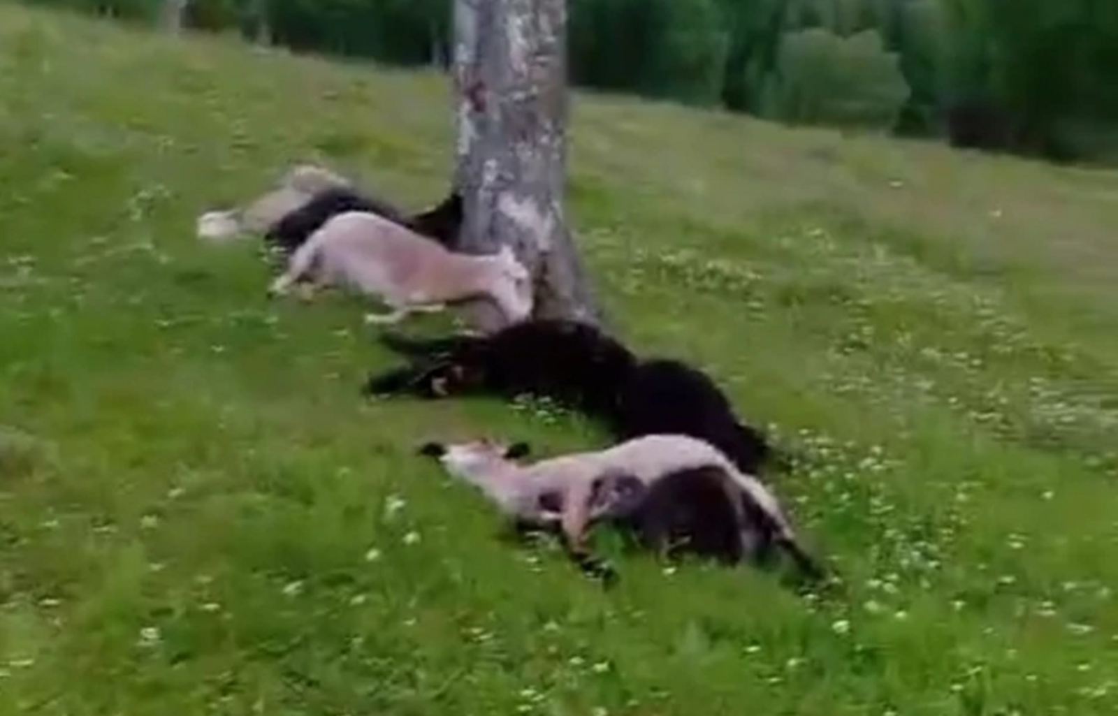 Икĕ теçетке яхăн сурăха аçа-çиçĕм çапнă