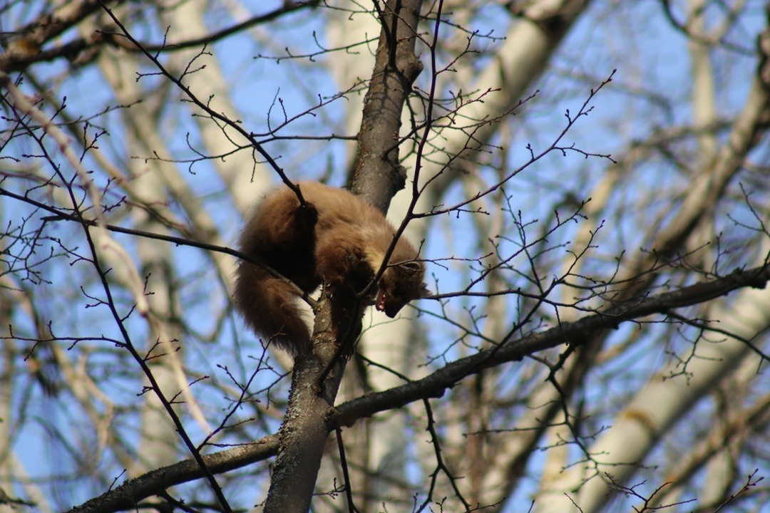 Наци паркĕнче сăсар йăлисем çинчен каласа панă
