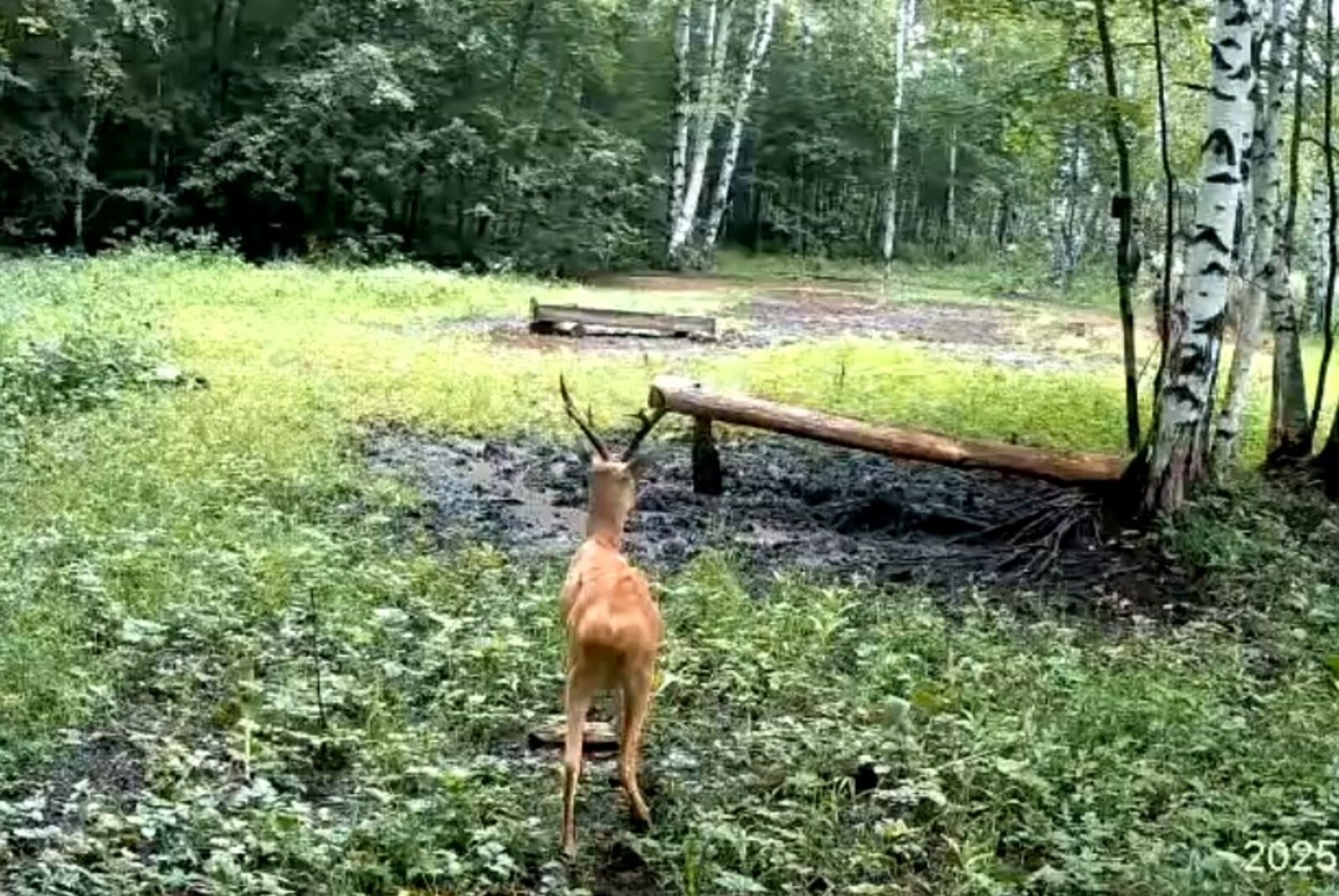 Фотокапкăн хир качакине "тытнӑ"