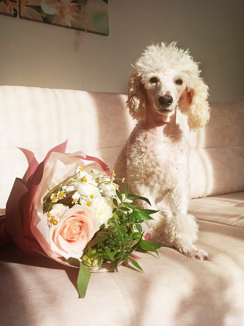 Синди йытă çĕнтерÿçе кăларнă