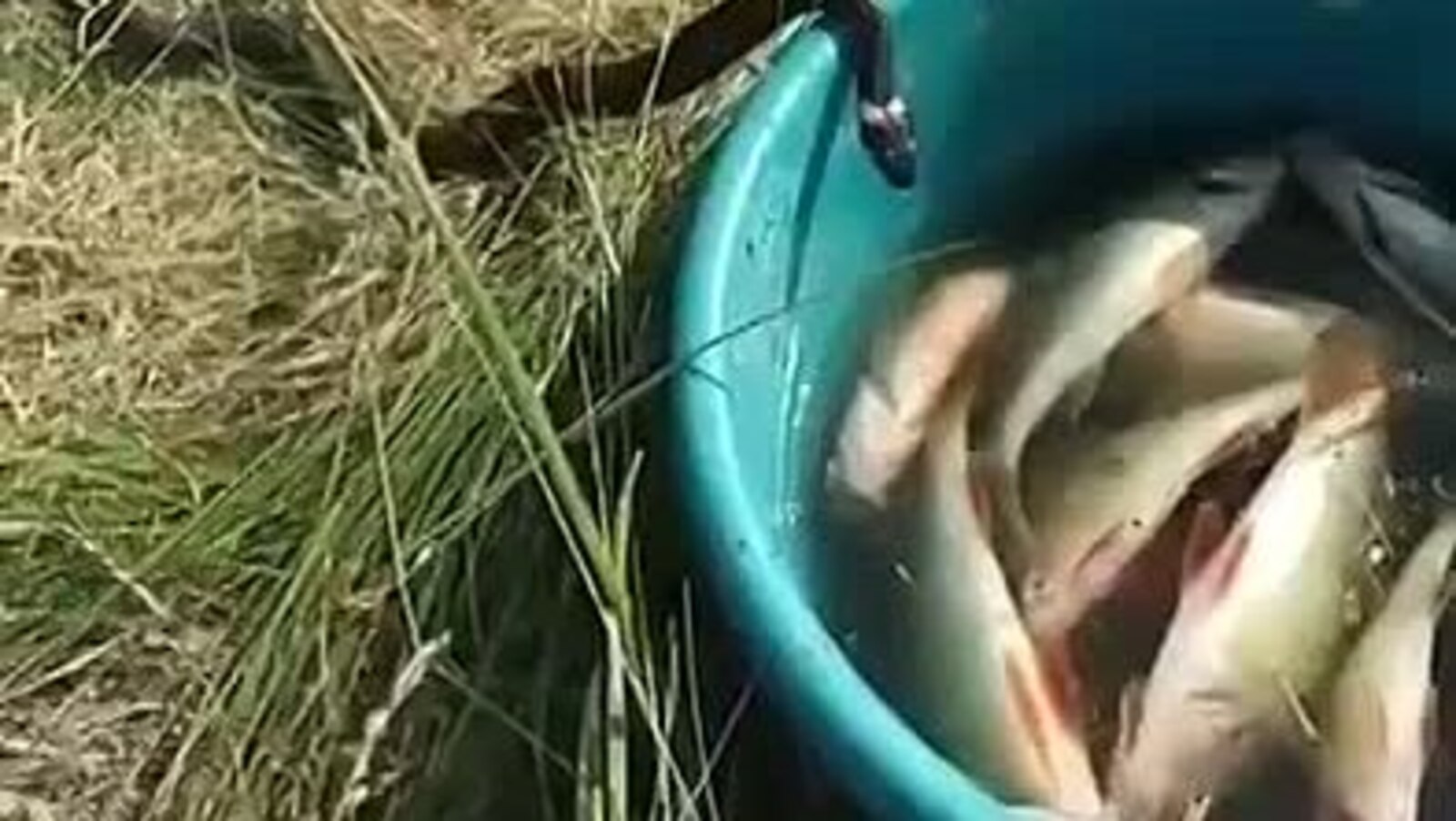 Хурăн пуçлă çĕлен тытнă пулла вăрланă