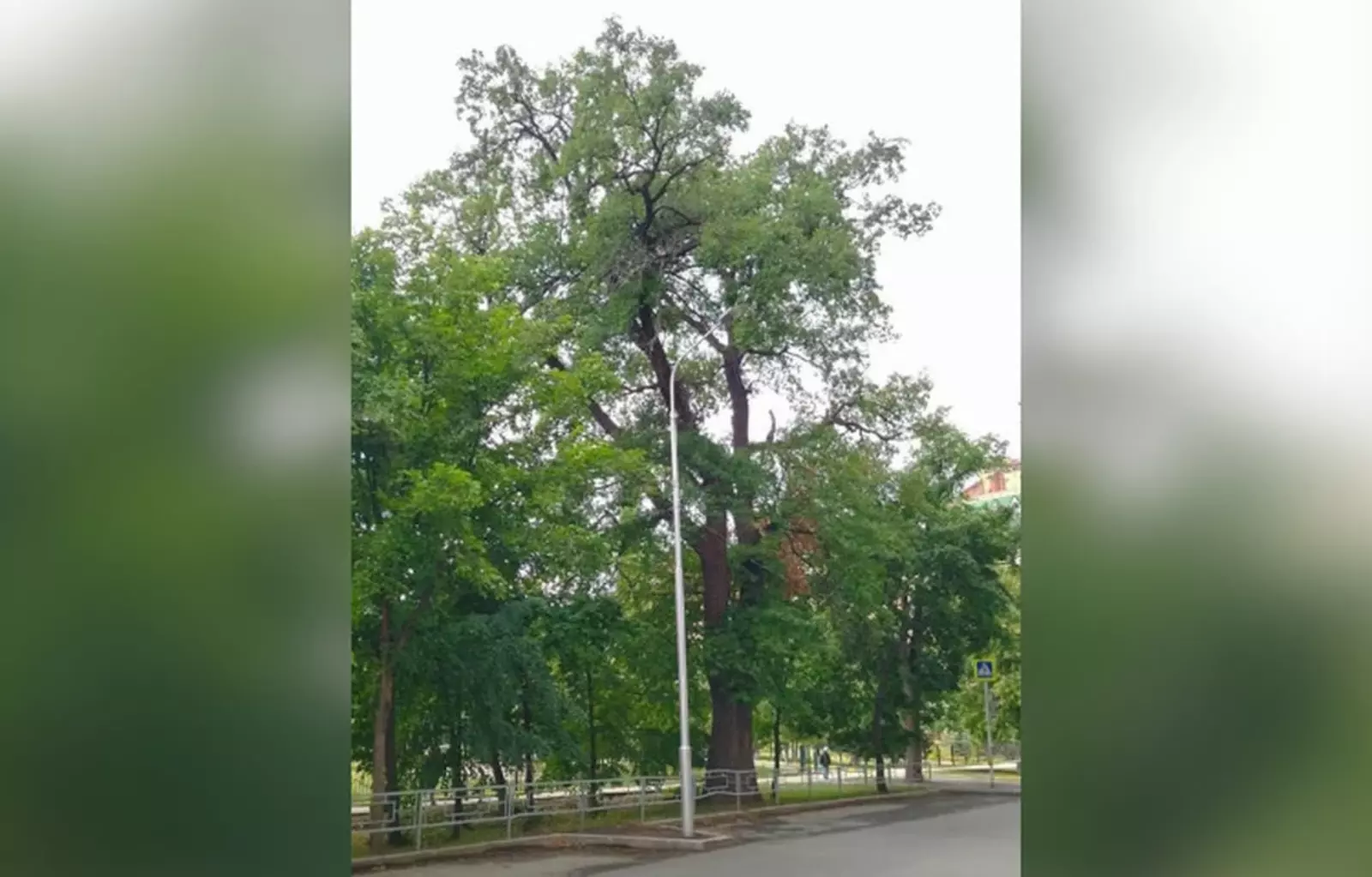 Ĕпхÿри юман «Çулталăк йывăçĕ» пулма пултарĕ