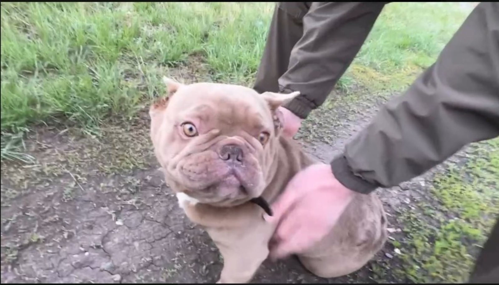 Çар корреспонденчĕ СВО зонинчен йытă илсе килнĕ