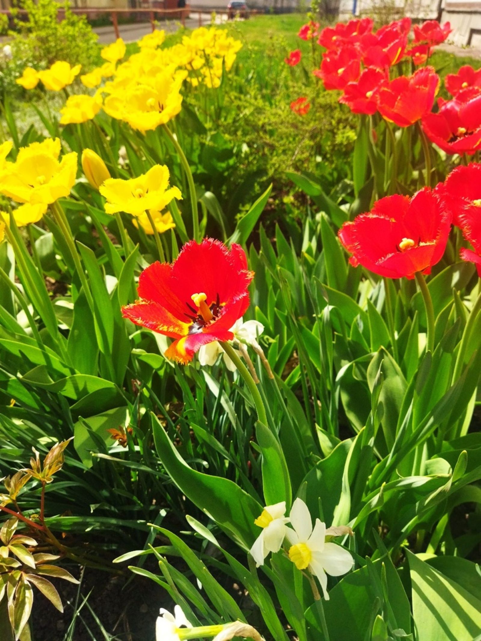 Тюльпансем пуçласа Казахстанта ÿснĕ