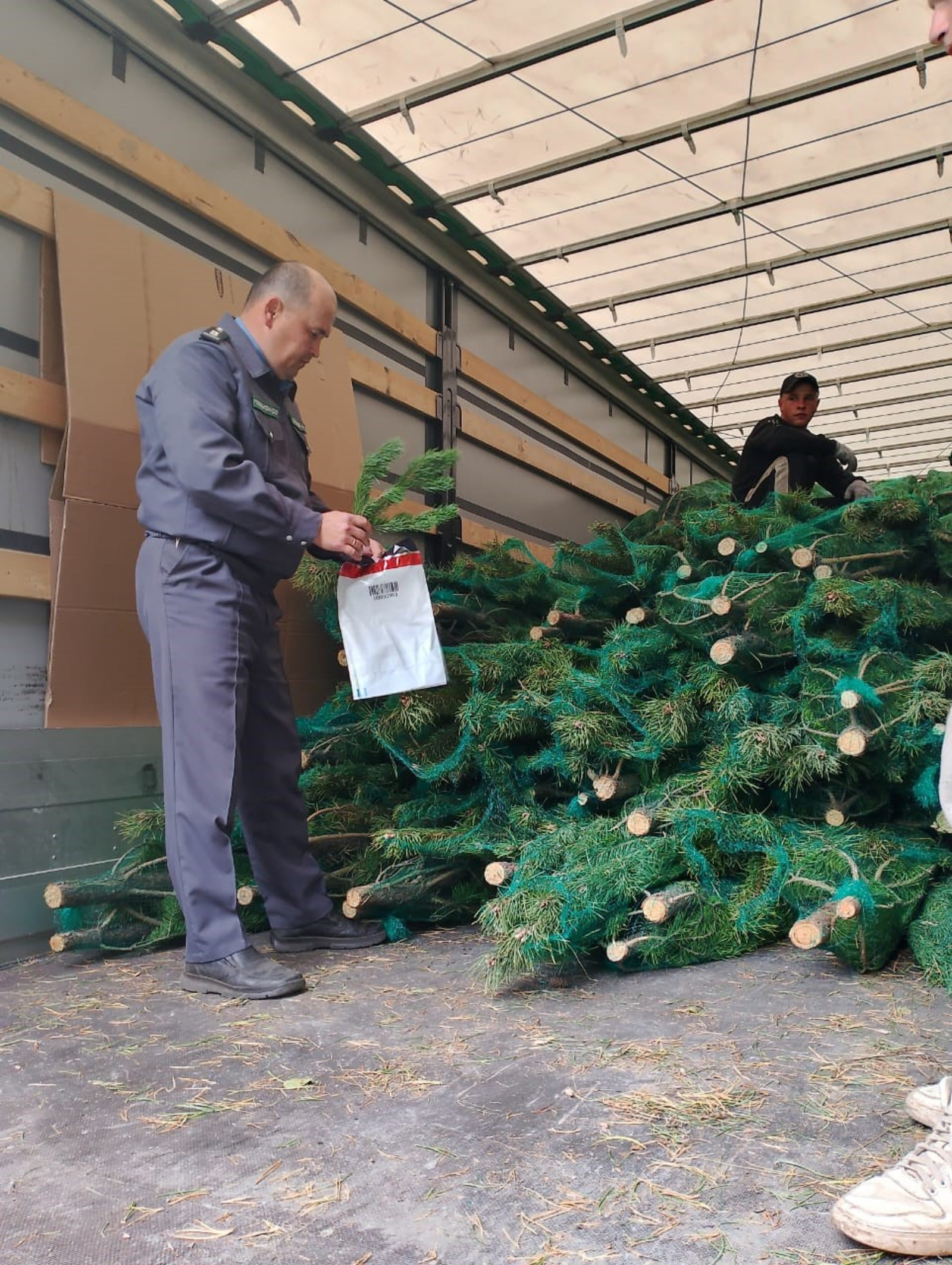 Çĕнĕ çул йывăççисен пĕрремĕш партине хатĕрленĕ