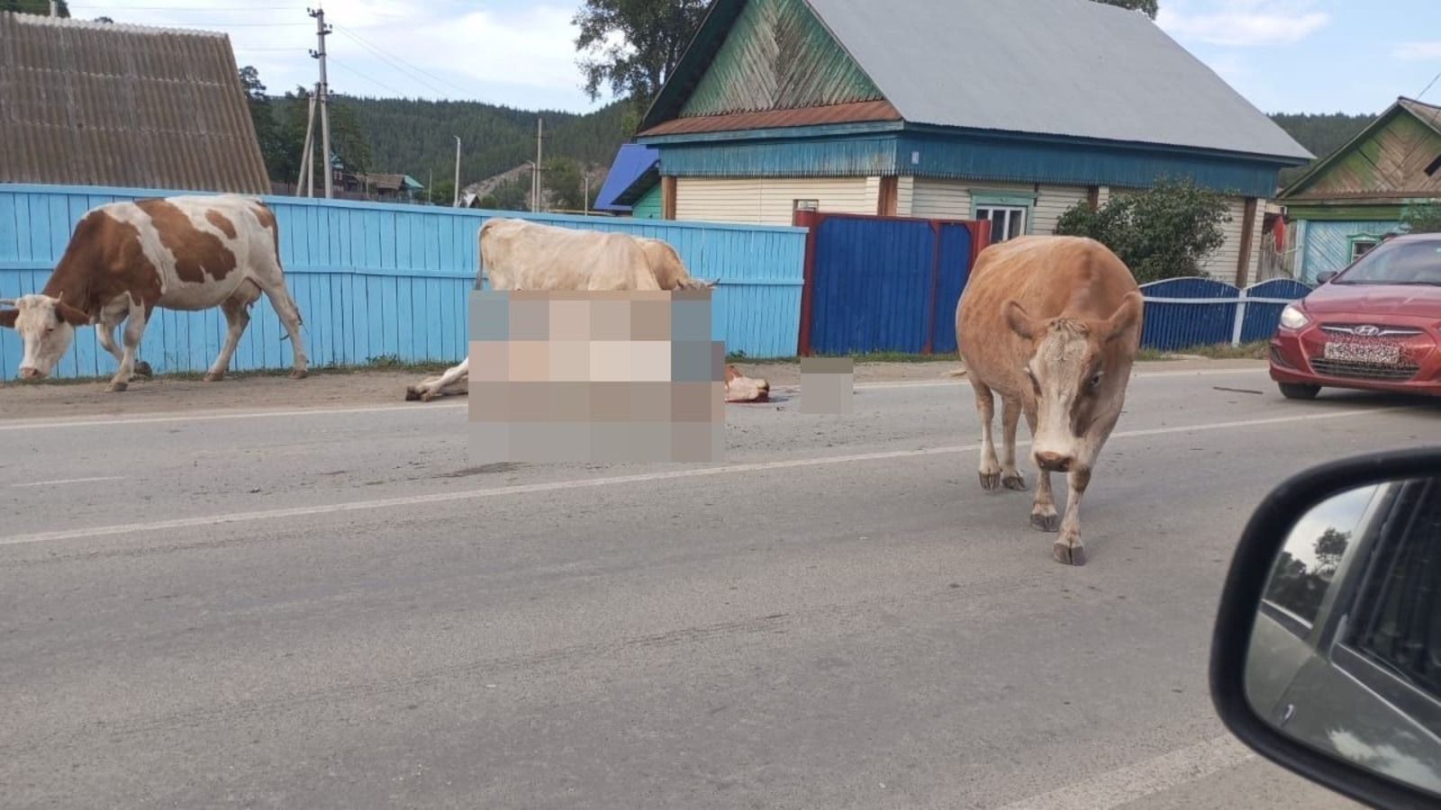 Пушкăртстанри пĕр районта водитель ĕнене таптаса кайнă