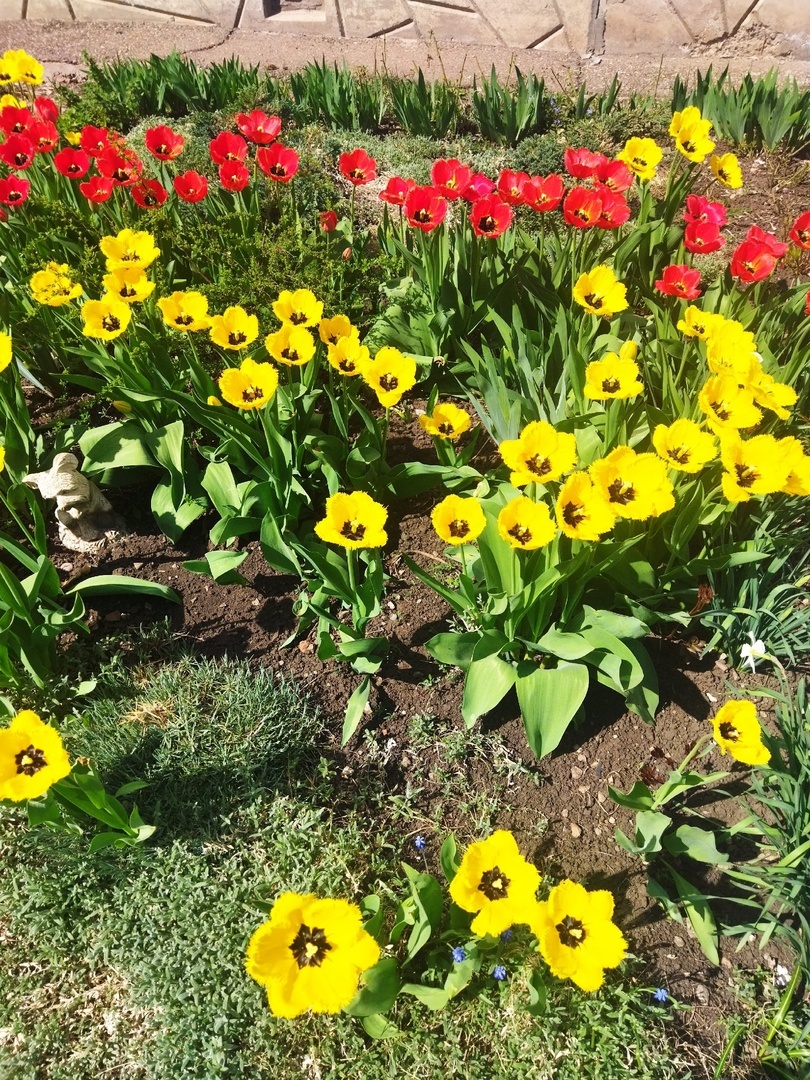 Тюльпансем пуçласа Казахстанта ÿснĕ