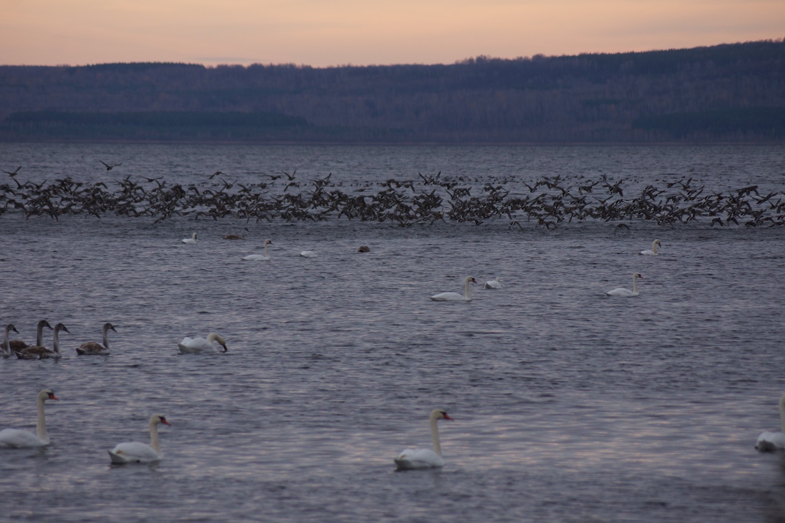 Кÿлĕ хĕрне 500 яхăн акăш вĕçсе аннă