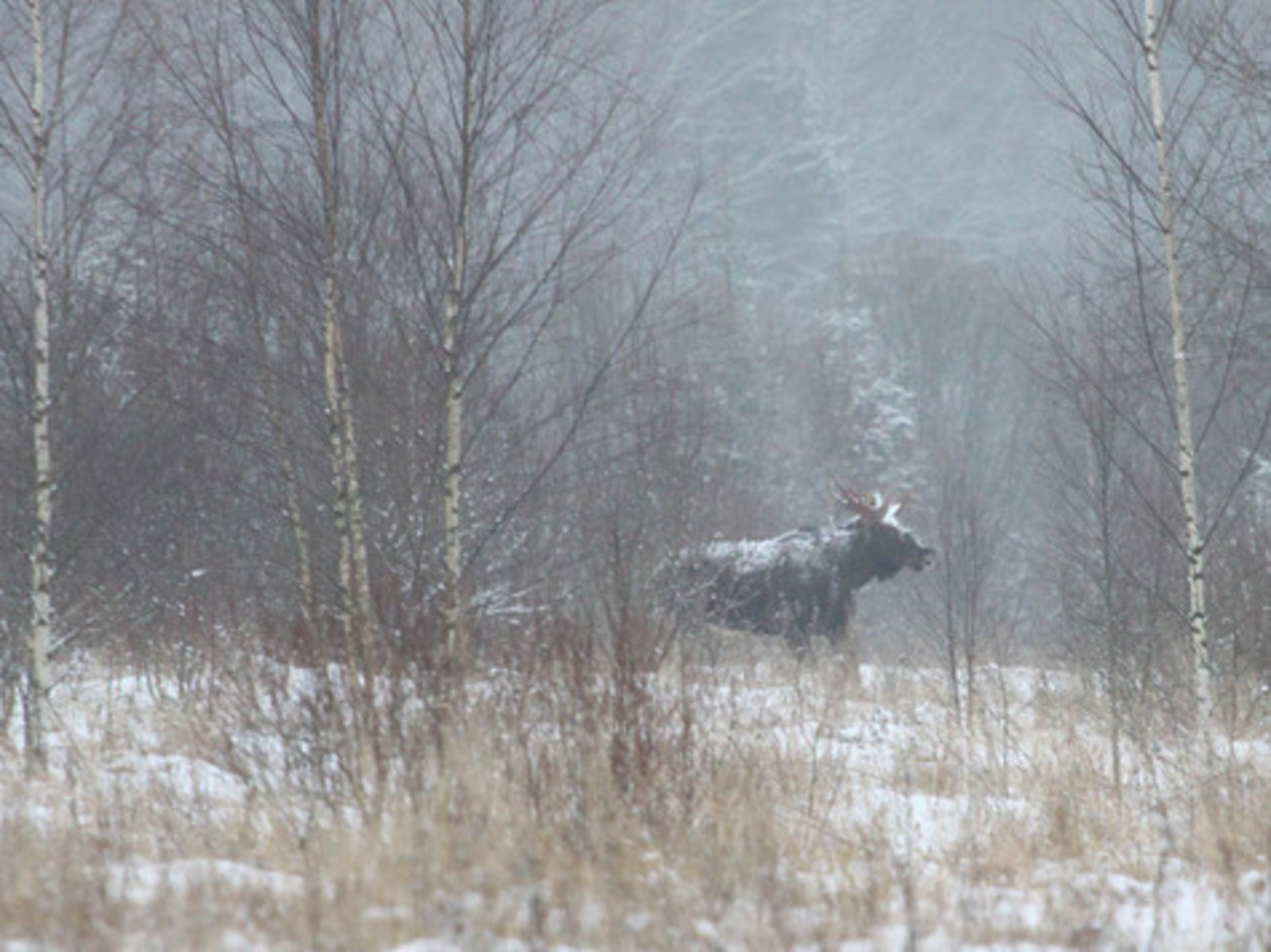 Сунара саккуна пăсса тухнă