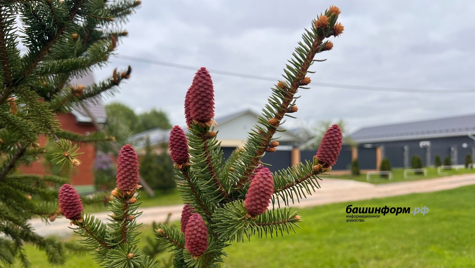 Пушкăртстанра çумăрлă тата çиллĕ çанталăк тăрĕ