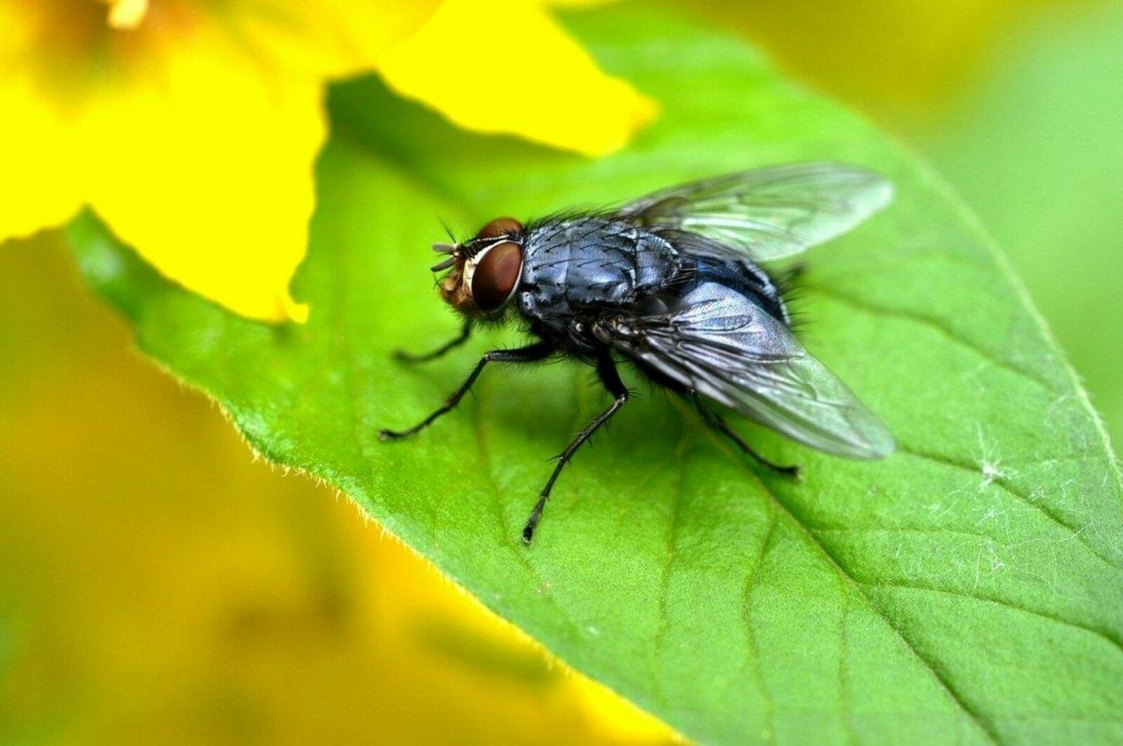 Шăнасене хамăр алăпа тунă капкăнпа тытатпăр