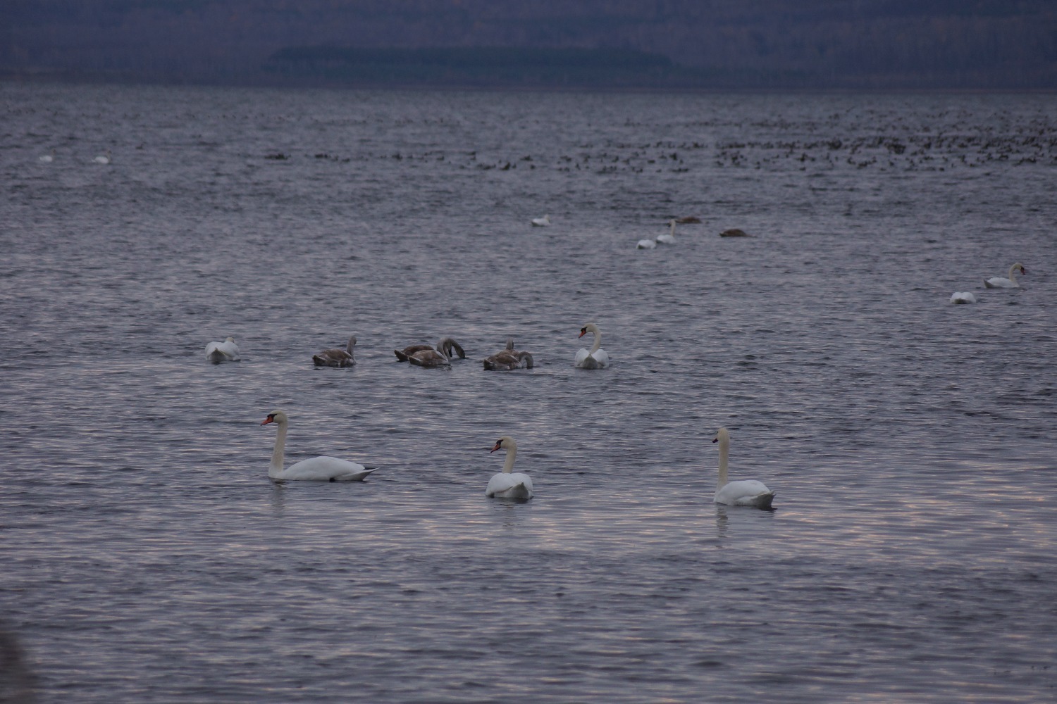 Кÿлĕ хĕрне 500 яхăн акăш вĕçсе аннă