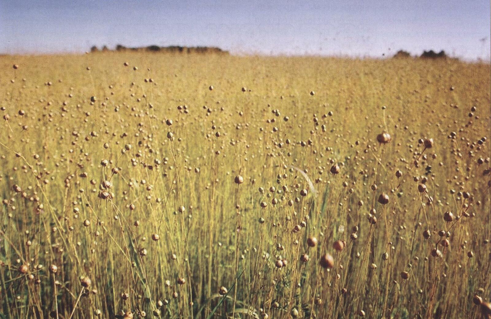 Пушкăртстан Китая йĕтĕн ăсатассине ÿстерет