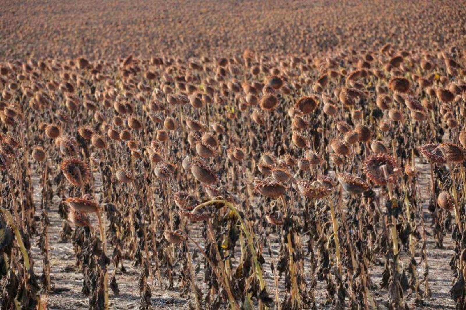 Çу культурисене 900 пин тонна çапса кĕртнĕ