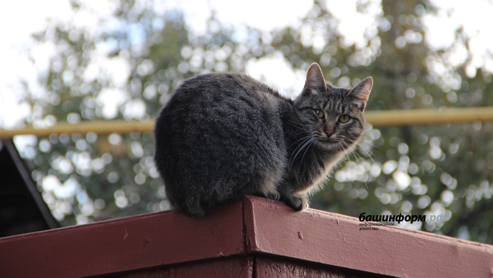 Пушкăртстанра пурăнакан хваттер хуçи 40 кушак, 30 йытă тата ула курак тытнă