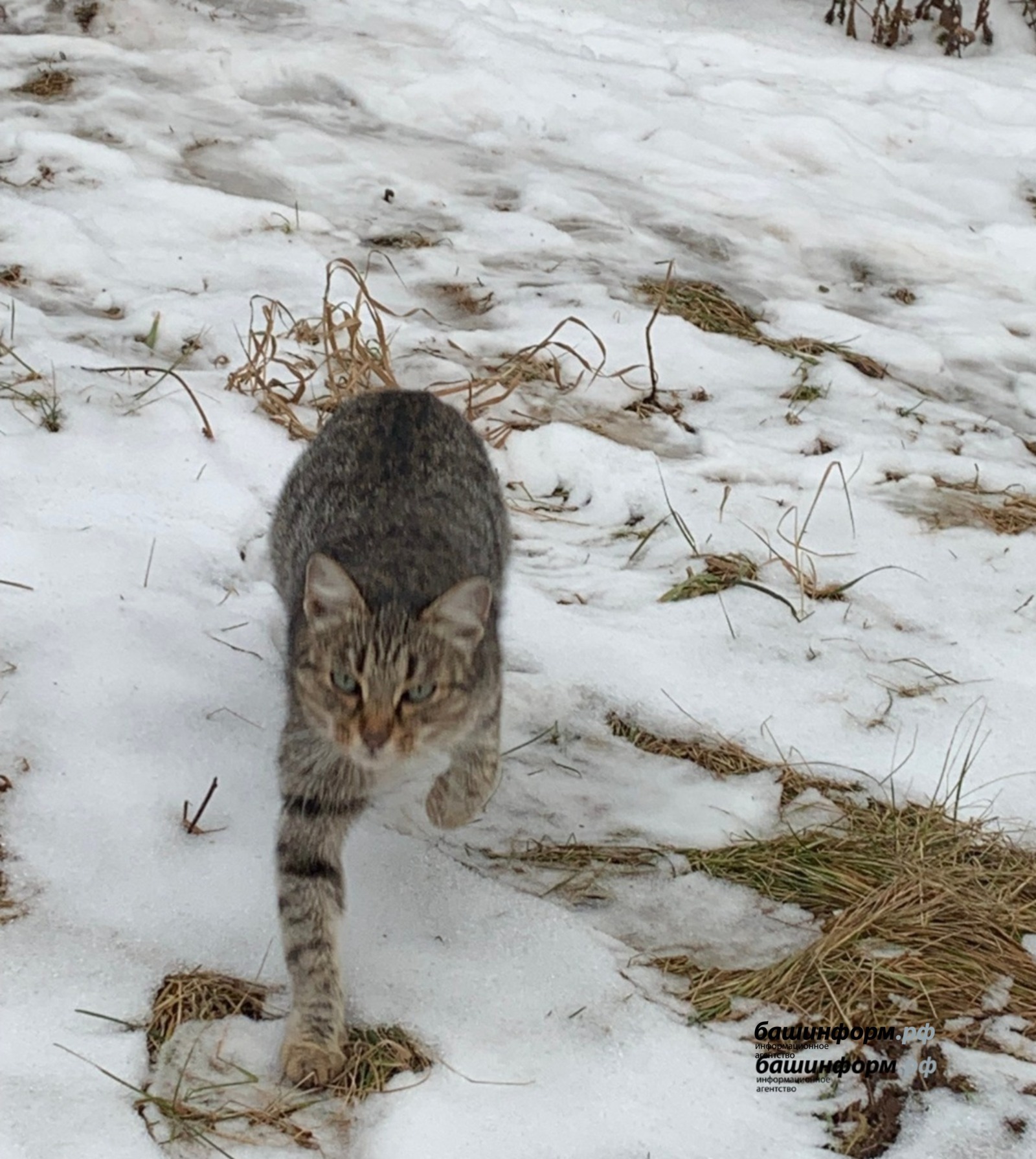 Пушкăртстанри хăш-пĕр районсенче юр çунă