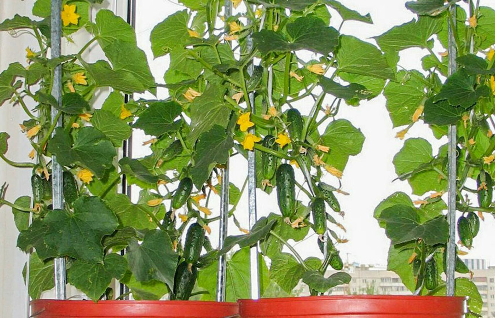 Пушкӑртстанра пурӑнакансем килте хӑяр ӳстерме тытӑннӑ