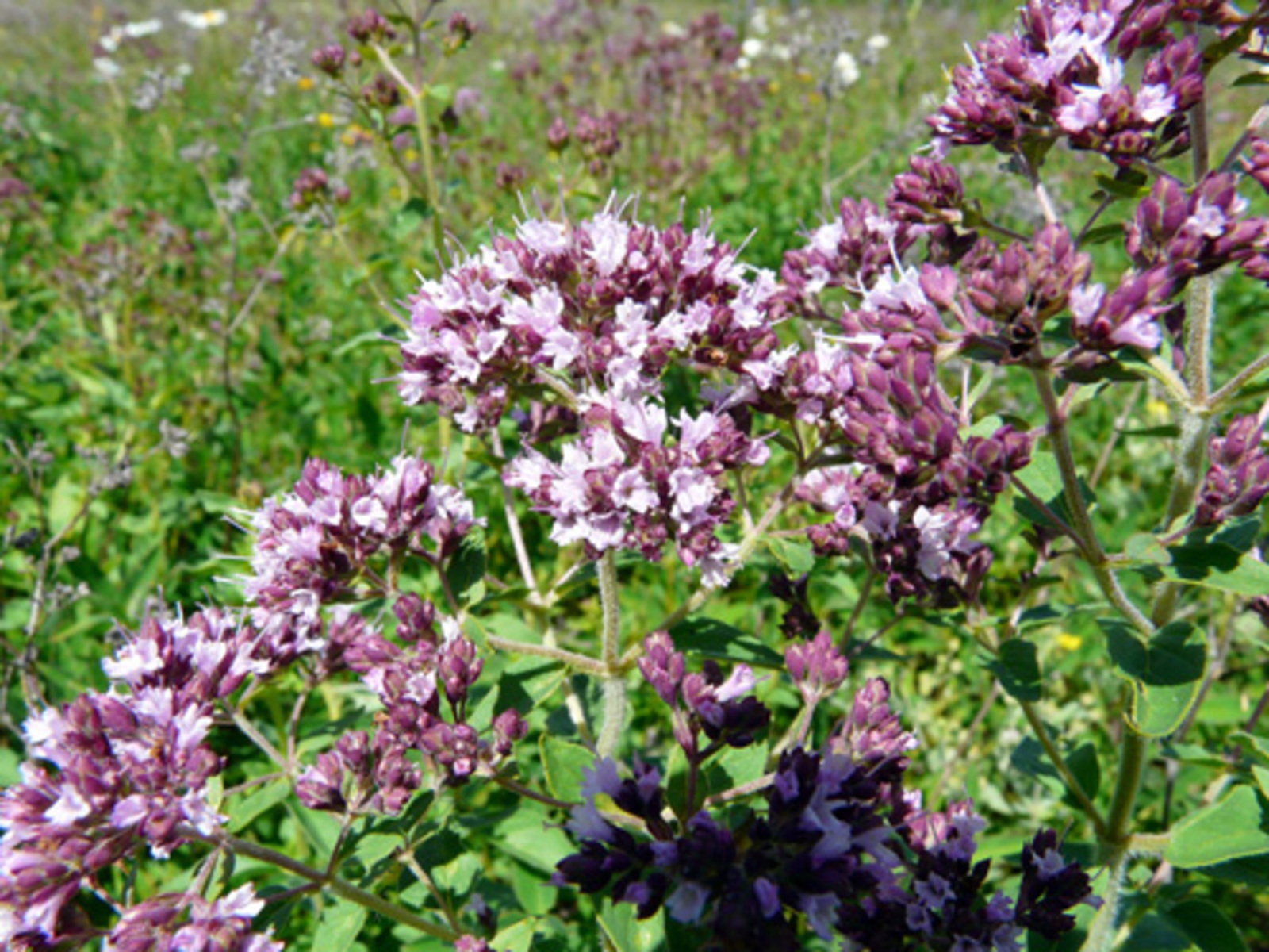 Пушкӑртстанра ачасем СВО салтакĕсене пулăшма акци пуçарса янă