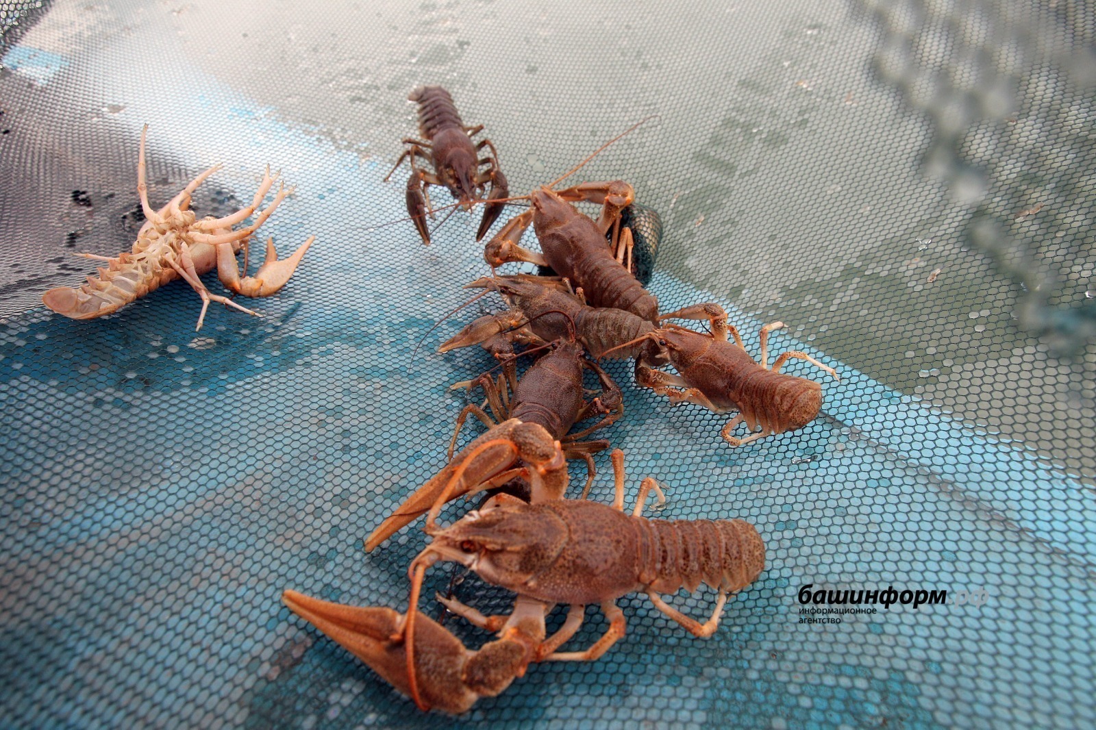 Пушкăртстан çынни саккунсăр майпа 700 ытла рак тытнă