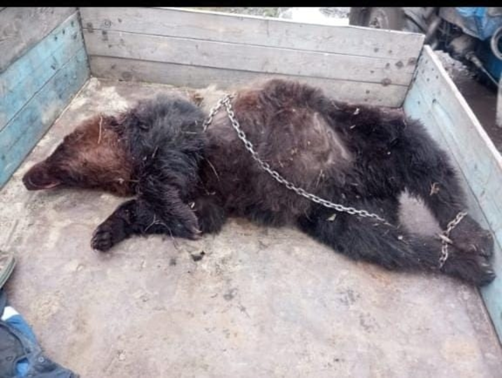 Пушкăртстанра улăп-упа тытнă