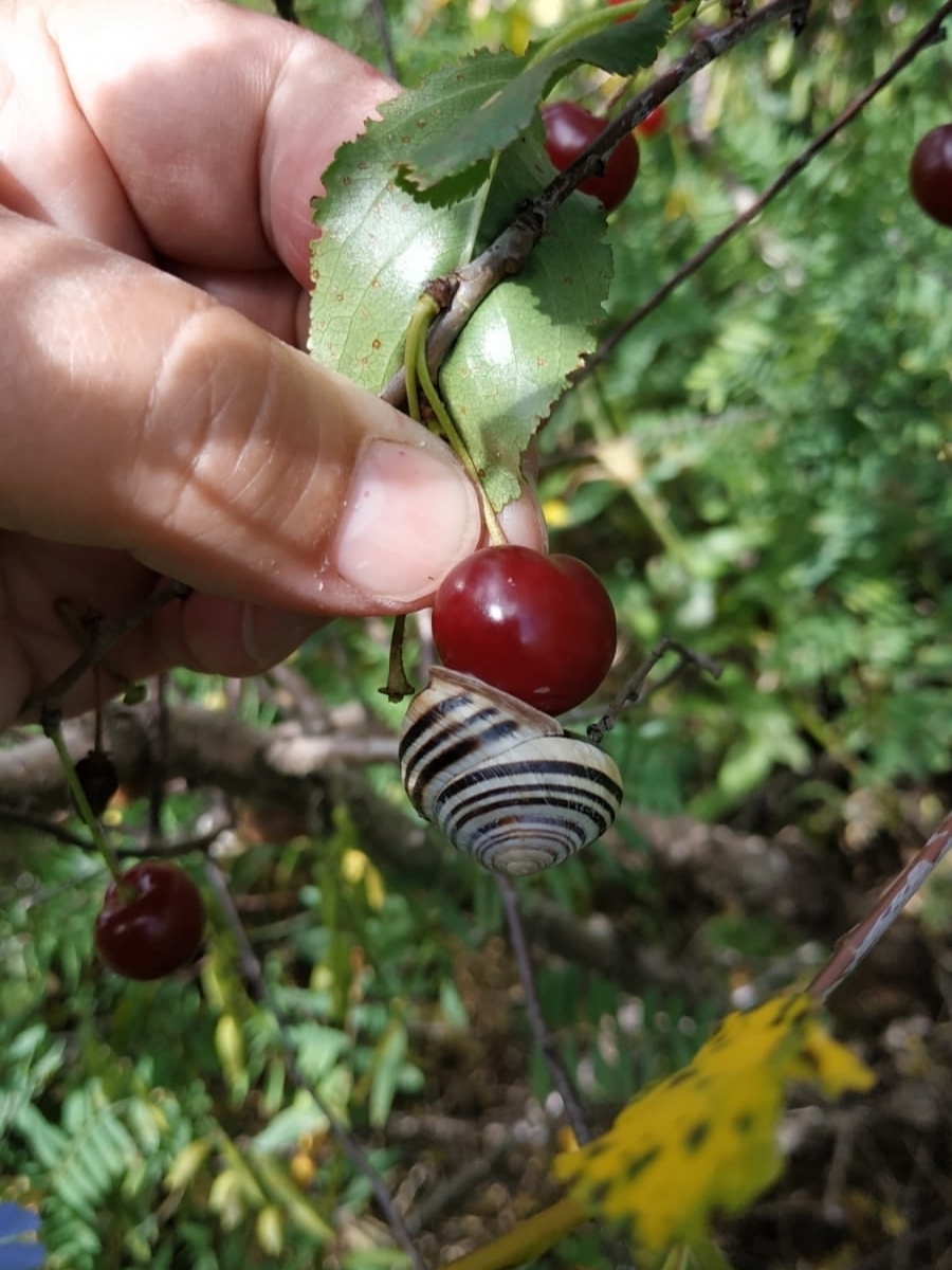 Тĕлĕнмелли çумрах