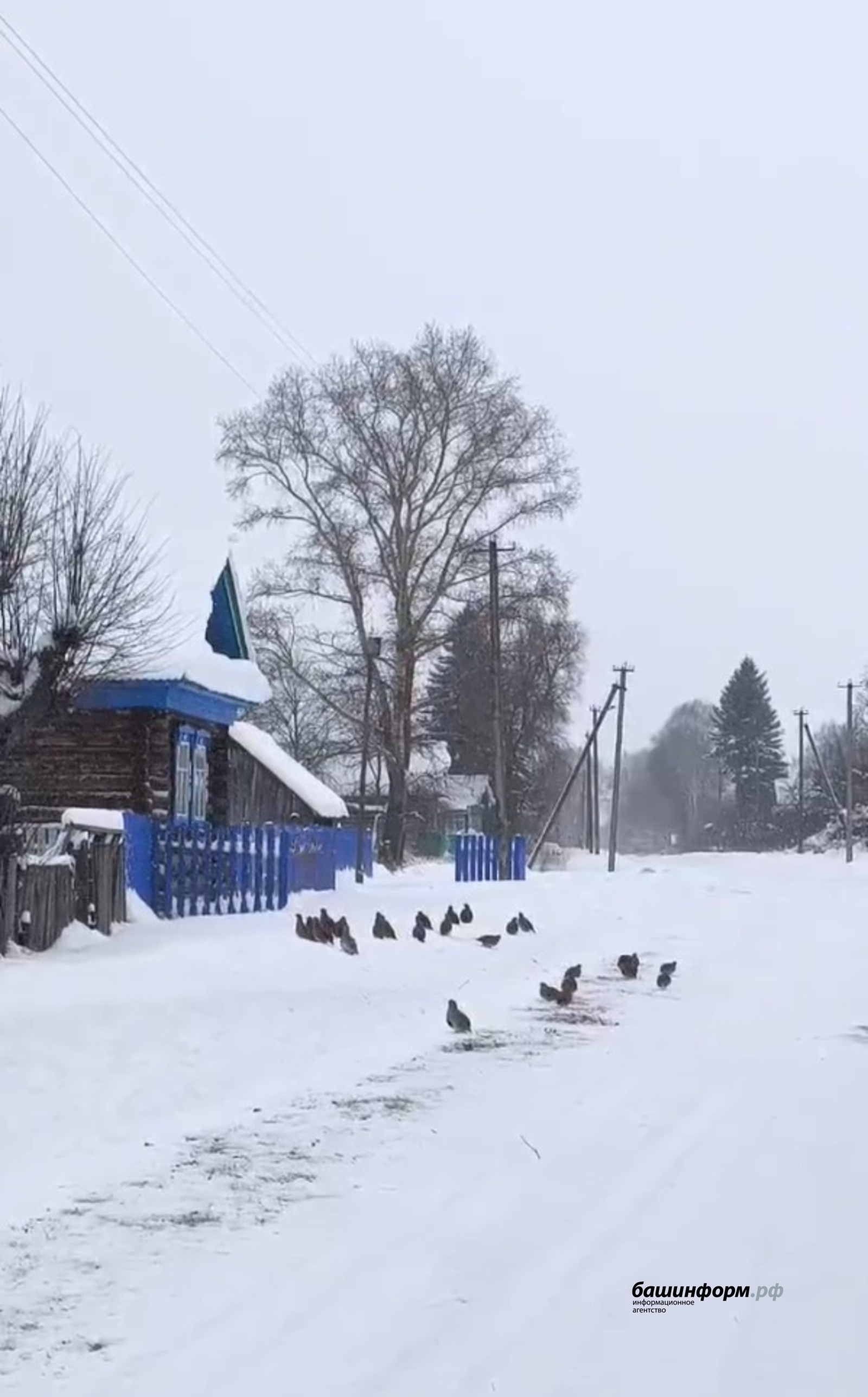 Хир чăххисем ял варринче апат шырама хăнăхнă
