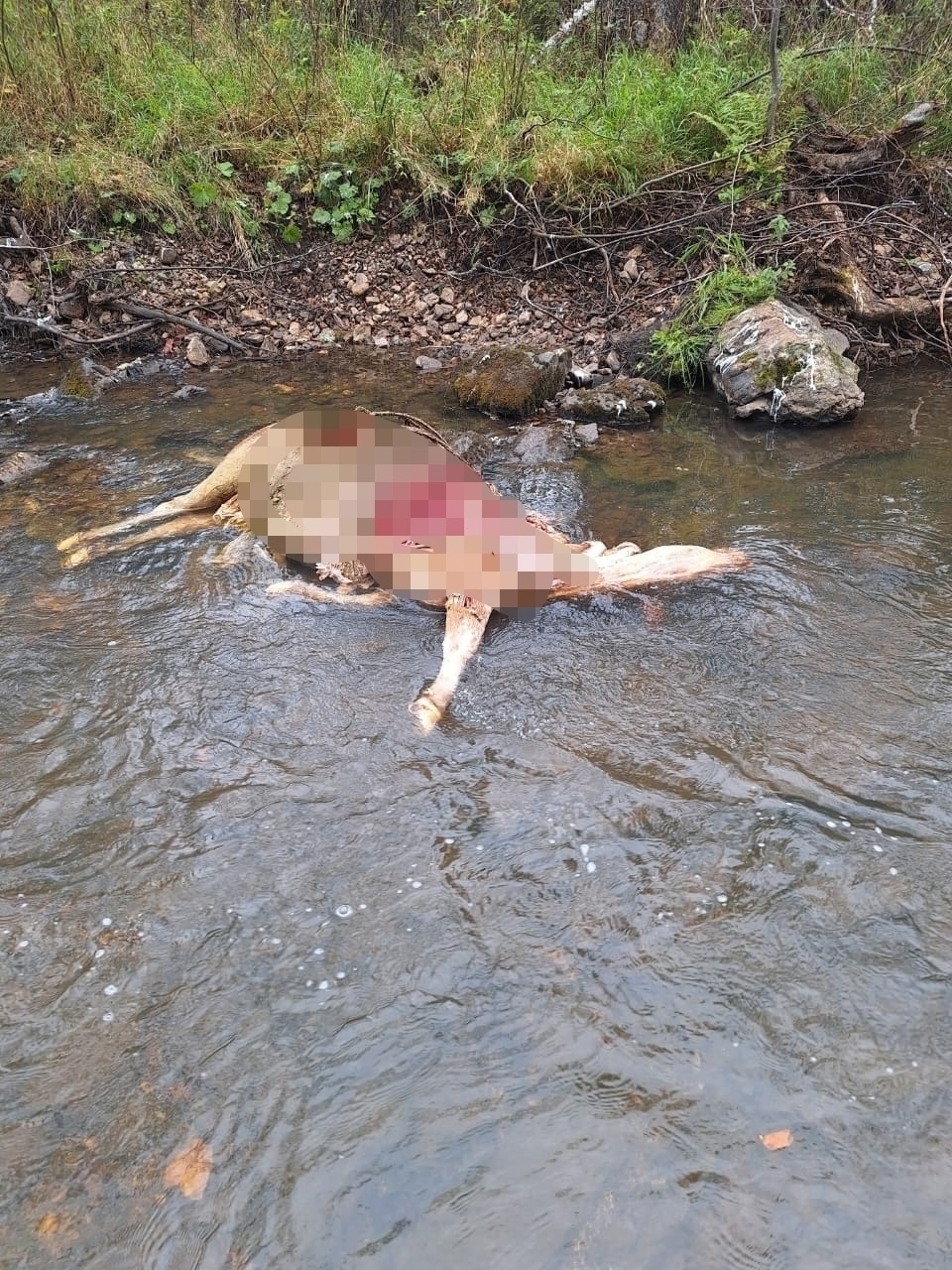 Пушкăртстанра улăп-упа тытнă