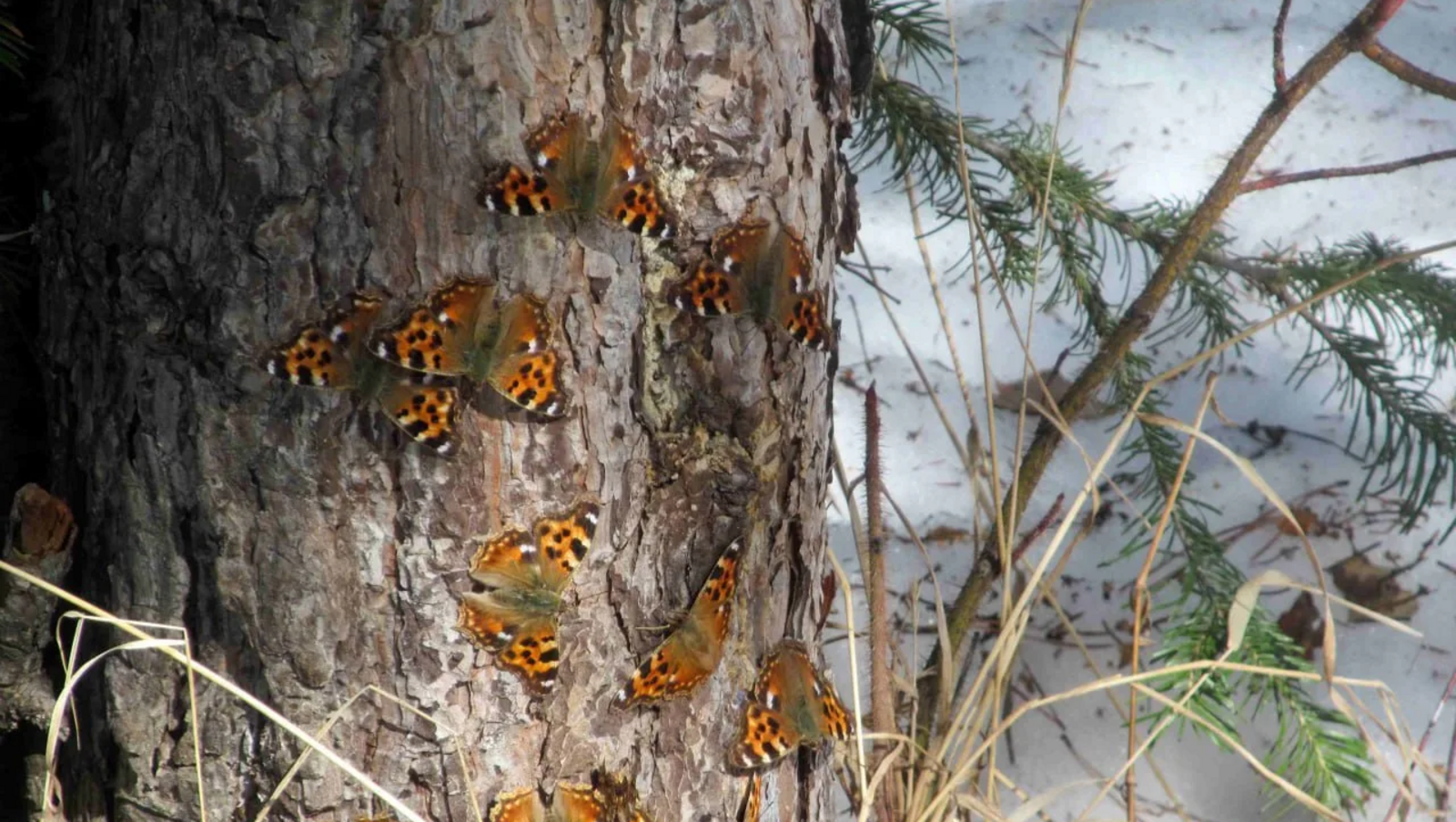 Челябинск облаçĕнче лĕпĕшсем вăраннă, кăчкă папкисем çурăлнă