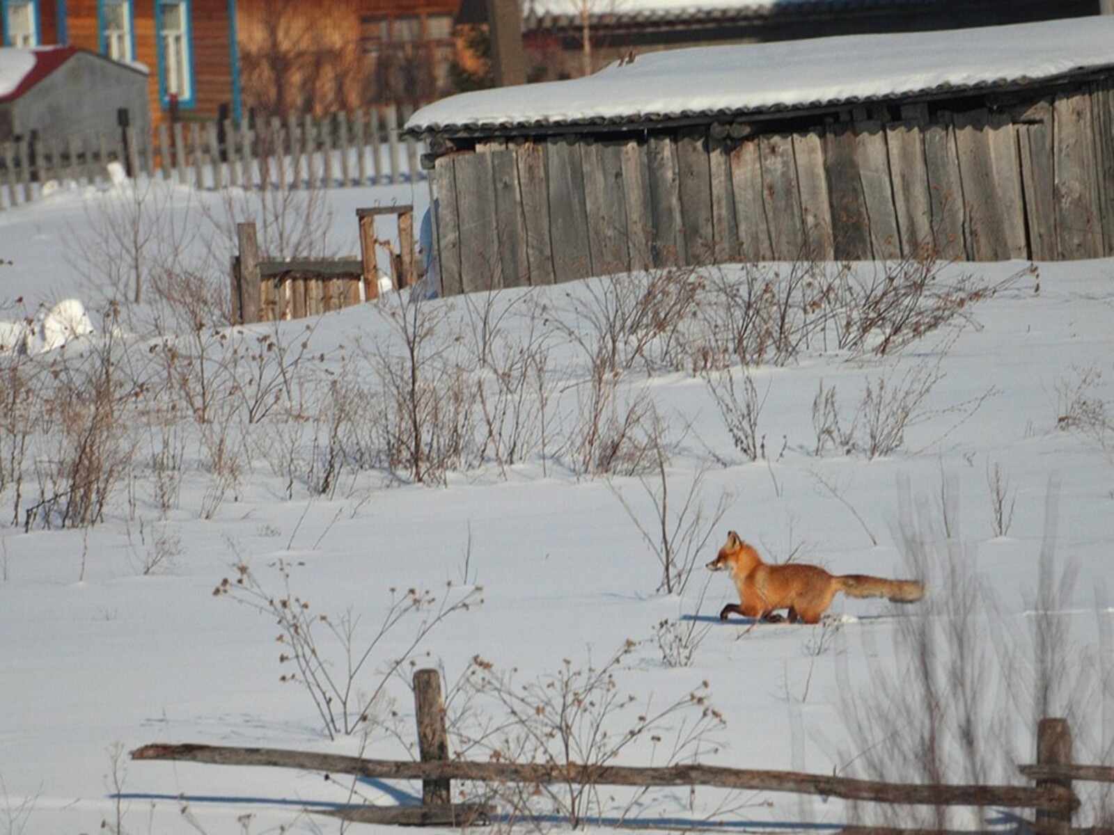 Тилĕсем çынсем пурăнакан вырăнсене килме пуçланă