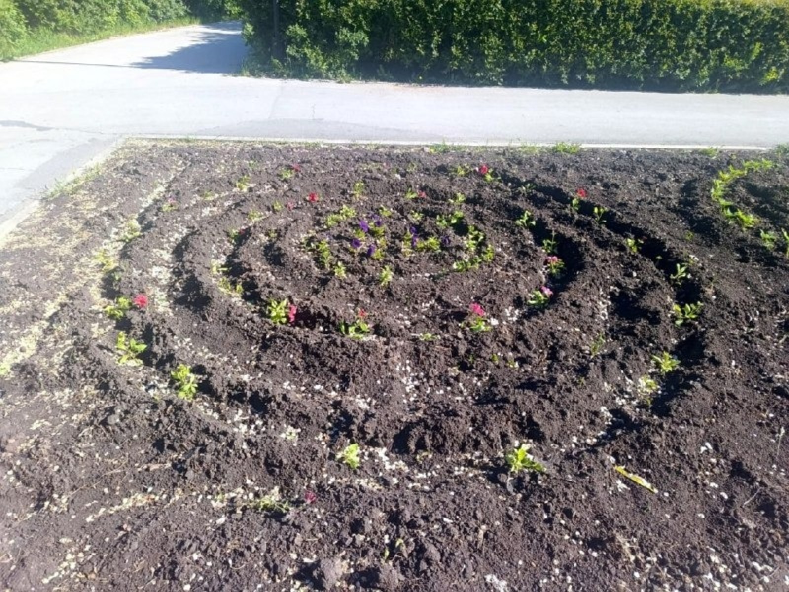 Вандалсем чечек йăранне пăснă