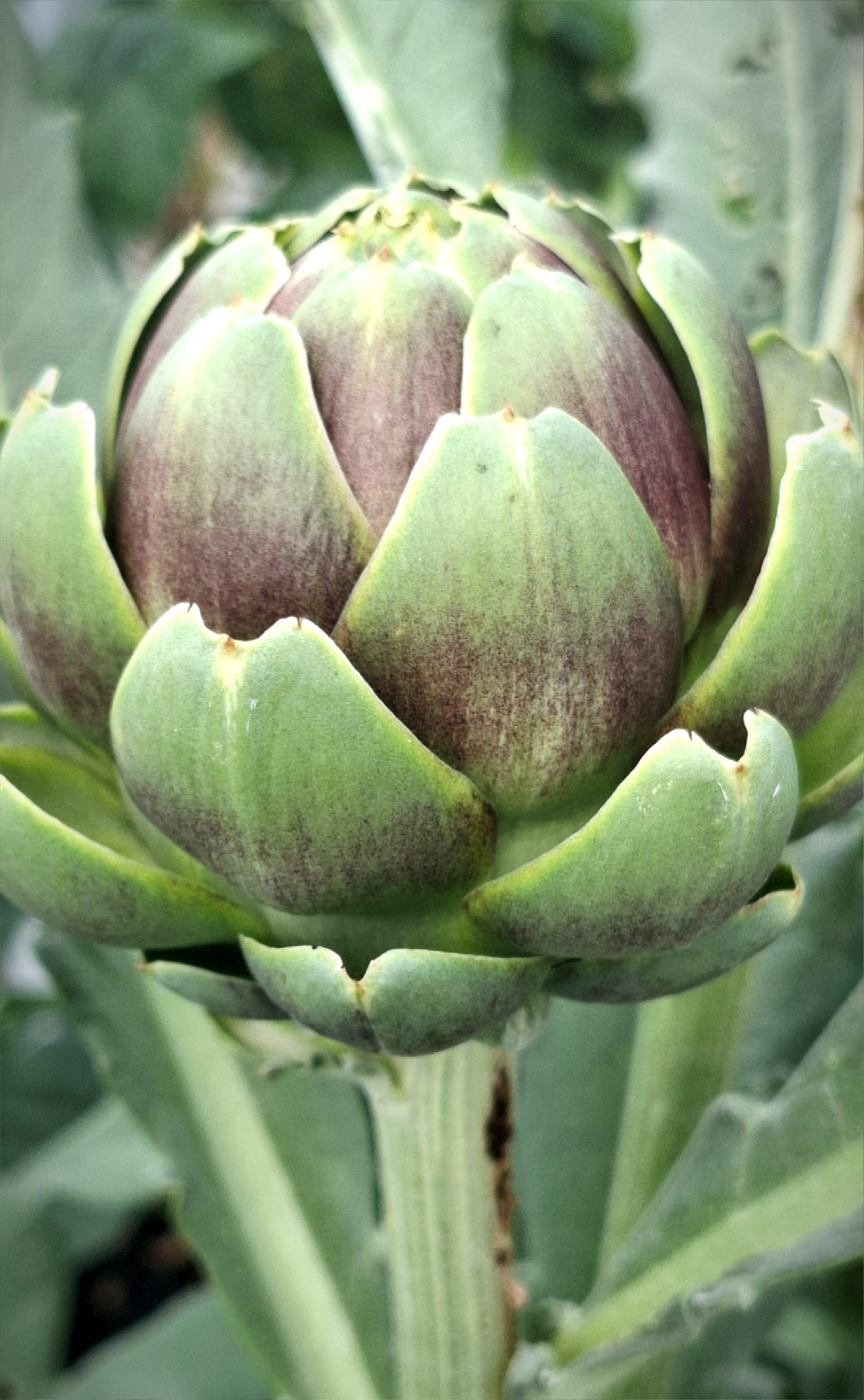 Шок çине шок