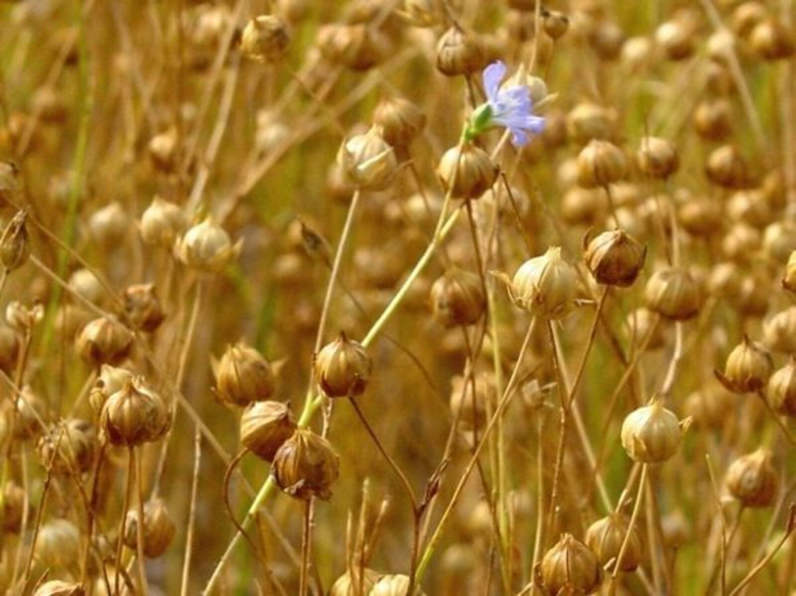 Пушкăрт йĕтĕнне Китайра килĕштереççĕ