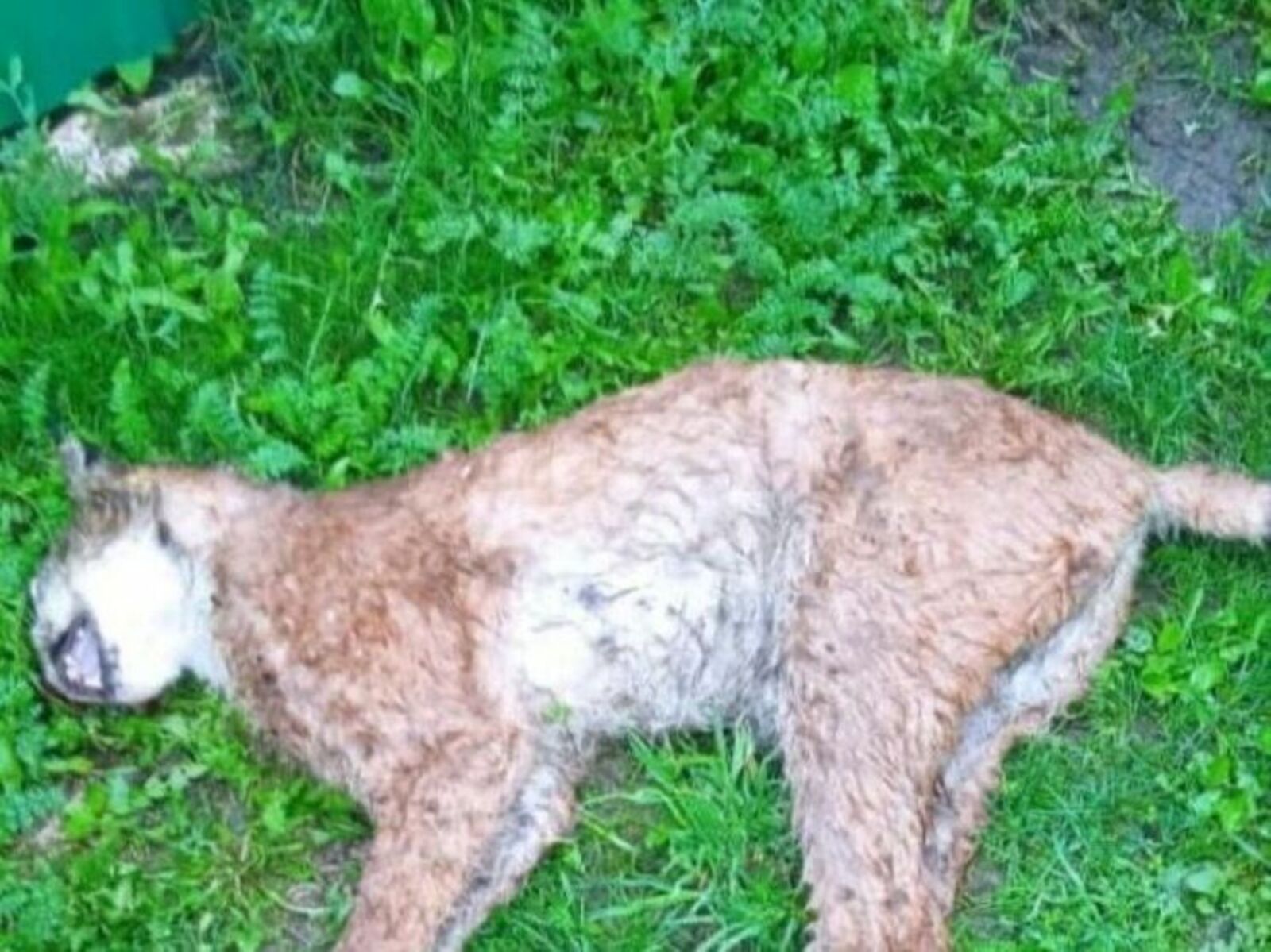 Арçын çине урнă çÿлевĕç тапăннă