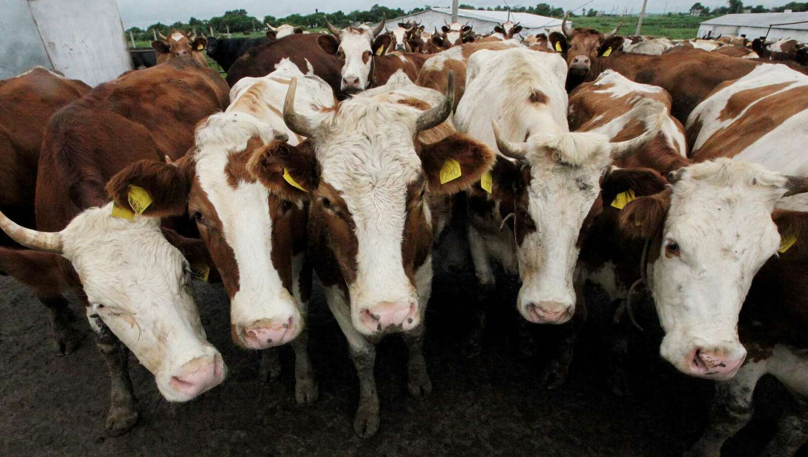 Ултă пин ытла мăйракаллă шултра выльăх туяннă