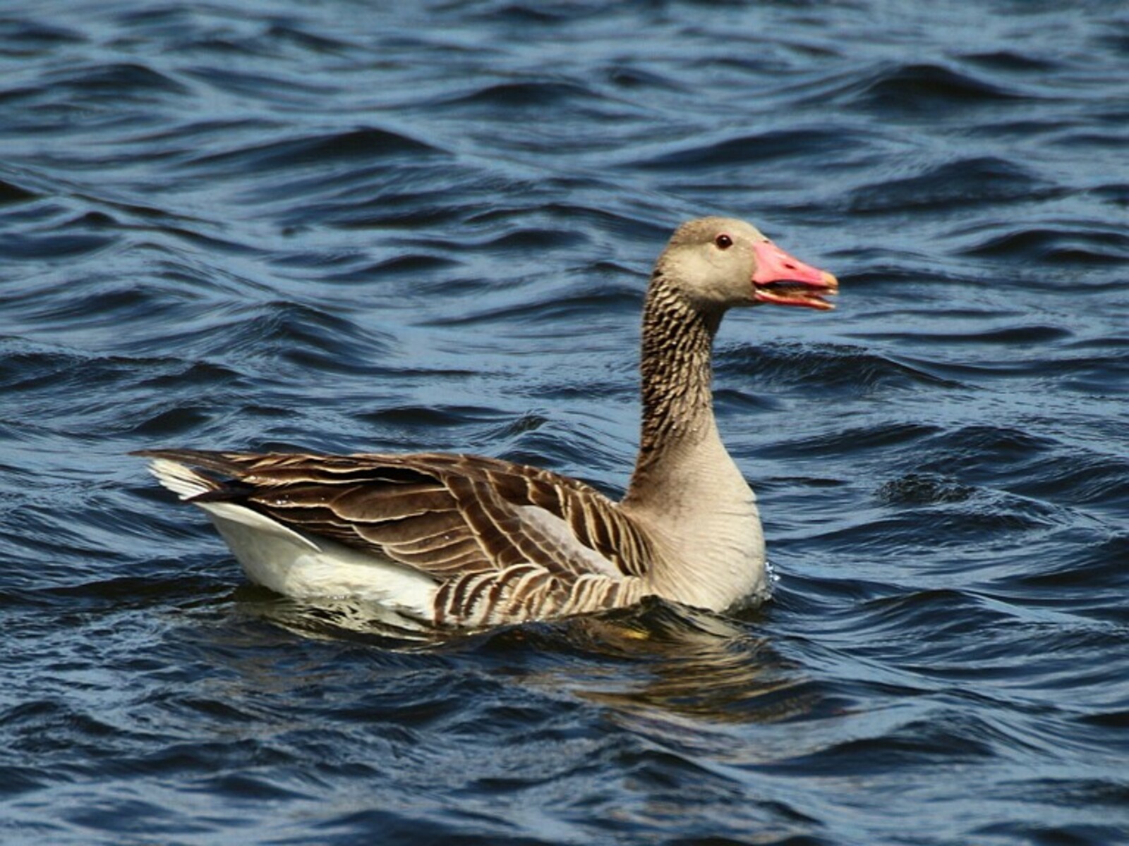 Хĕрлĕ кĕнекене кĕнĕ сăрă хур Пушкăртстанра хĕл каçма юлнă