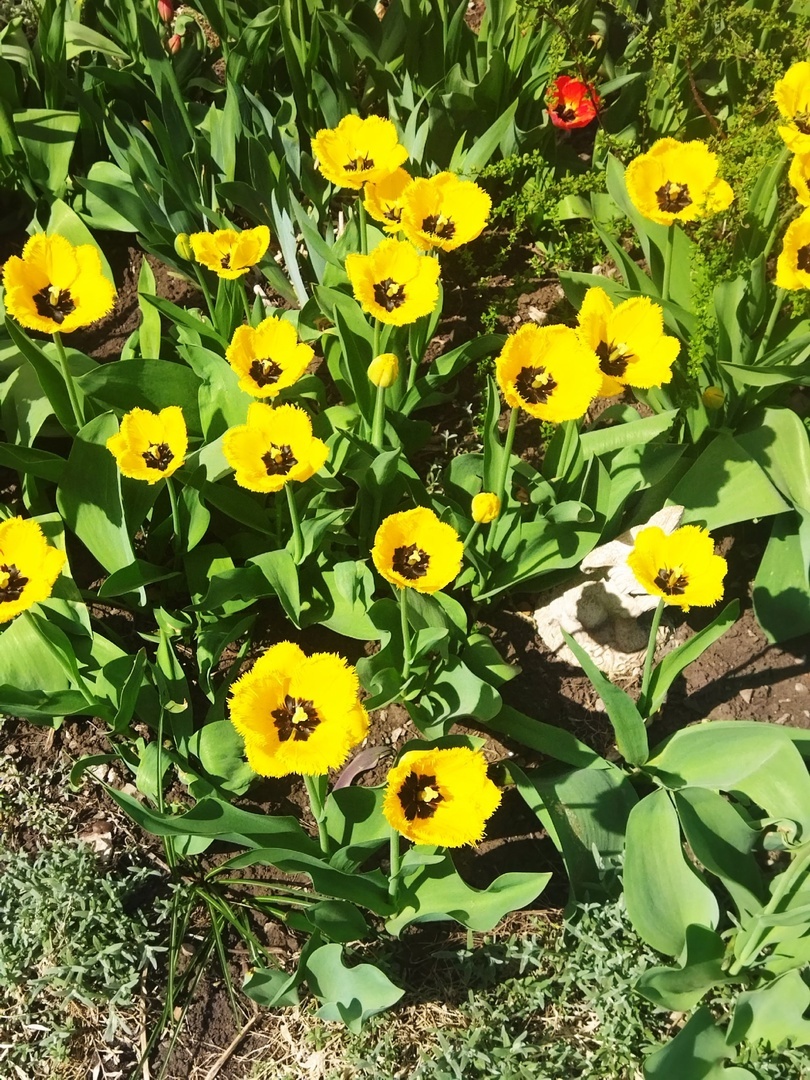 Тюльпансем пуçласа Казахстанта ÿснĕ