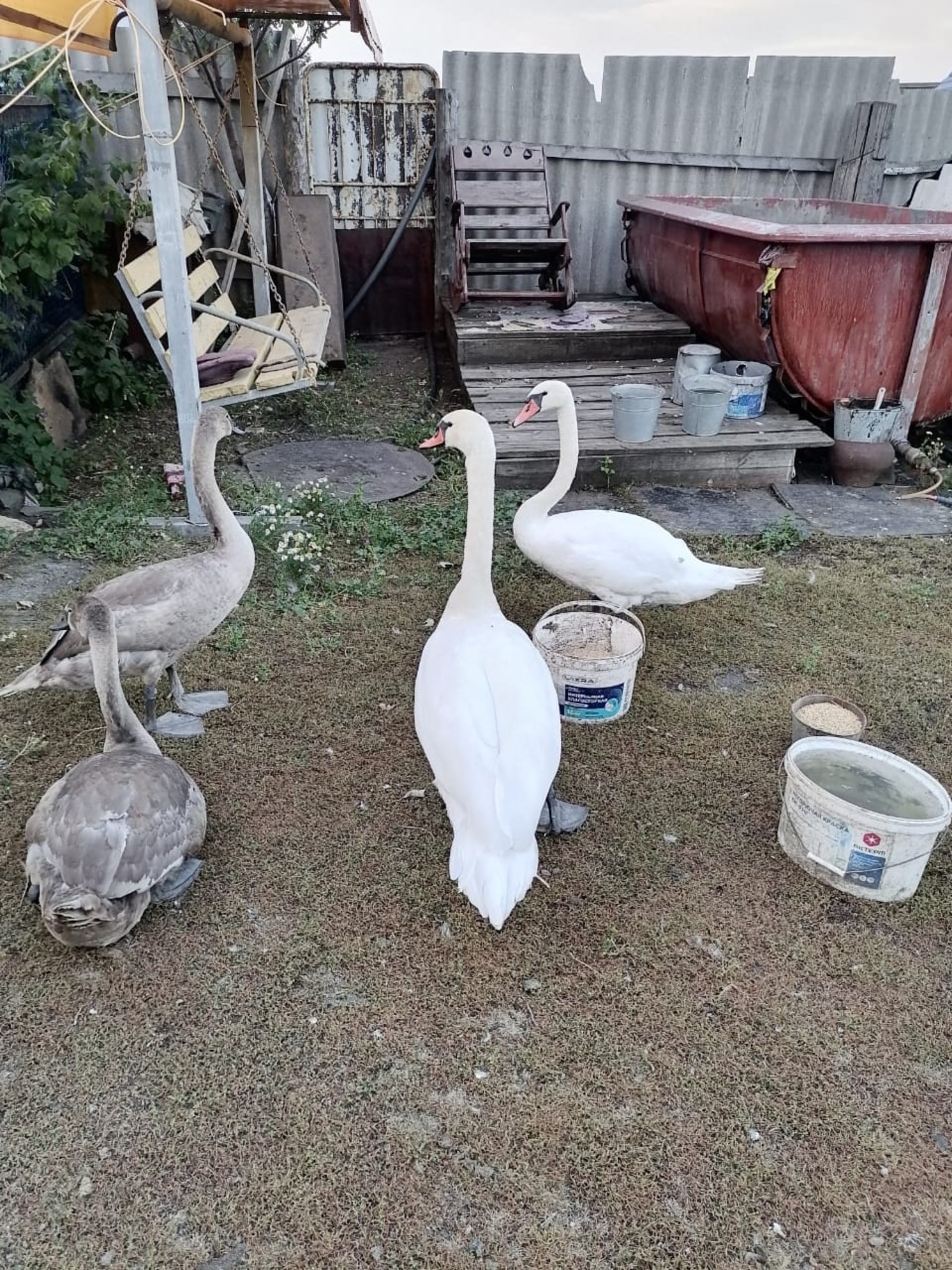 Акăш çемйи çынсем патне пынă