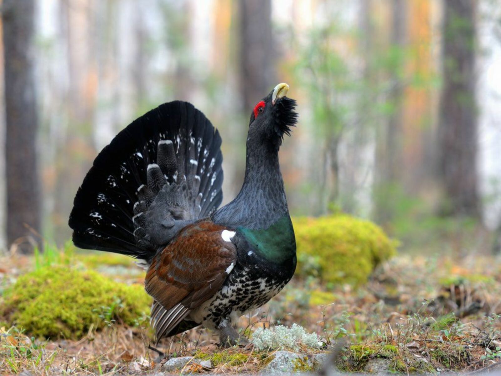 Пушкӑртстан заповедникӗнче карӑк туйӗн ташшисене ӳкернӗ